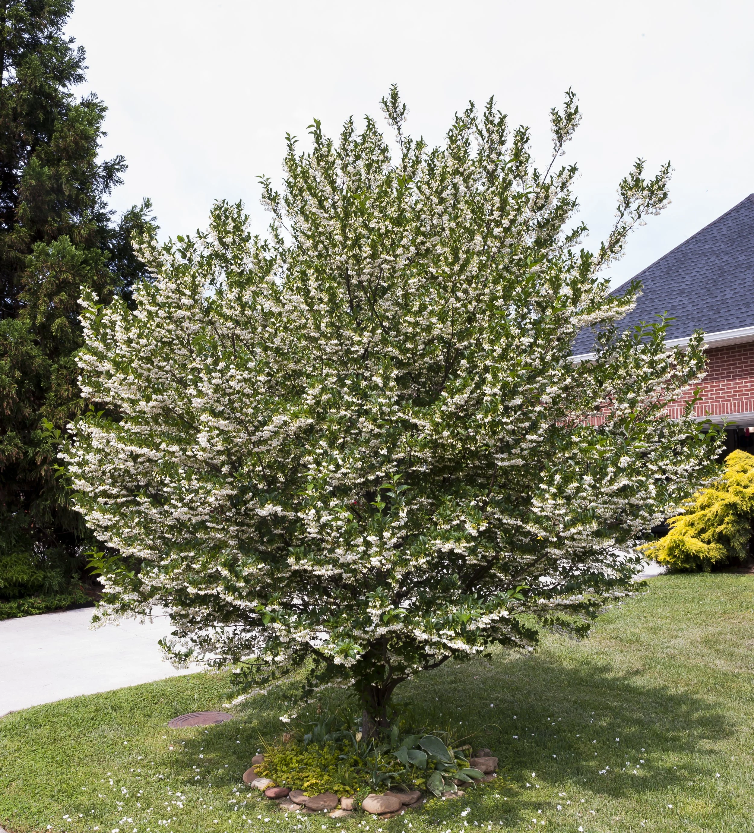 Trees and Shrubs Planting &amp; Maintenance 101