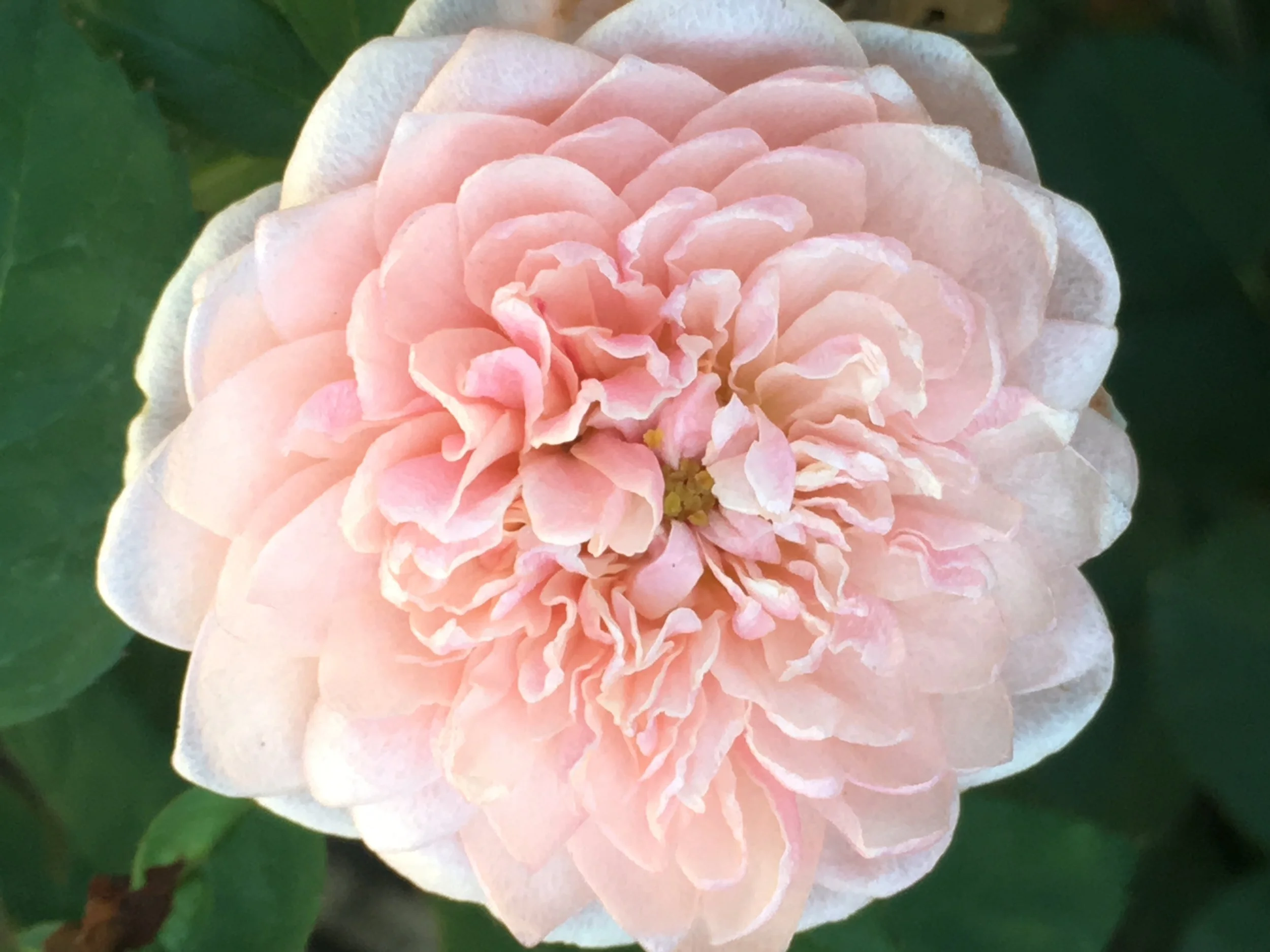 The Alnwick David Austin Rose.JPG