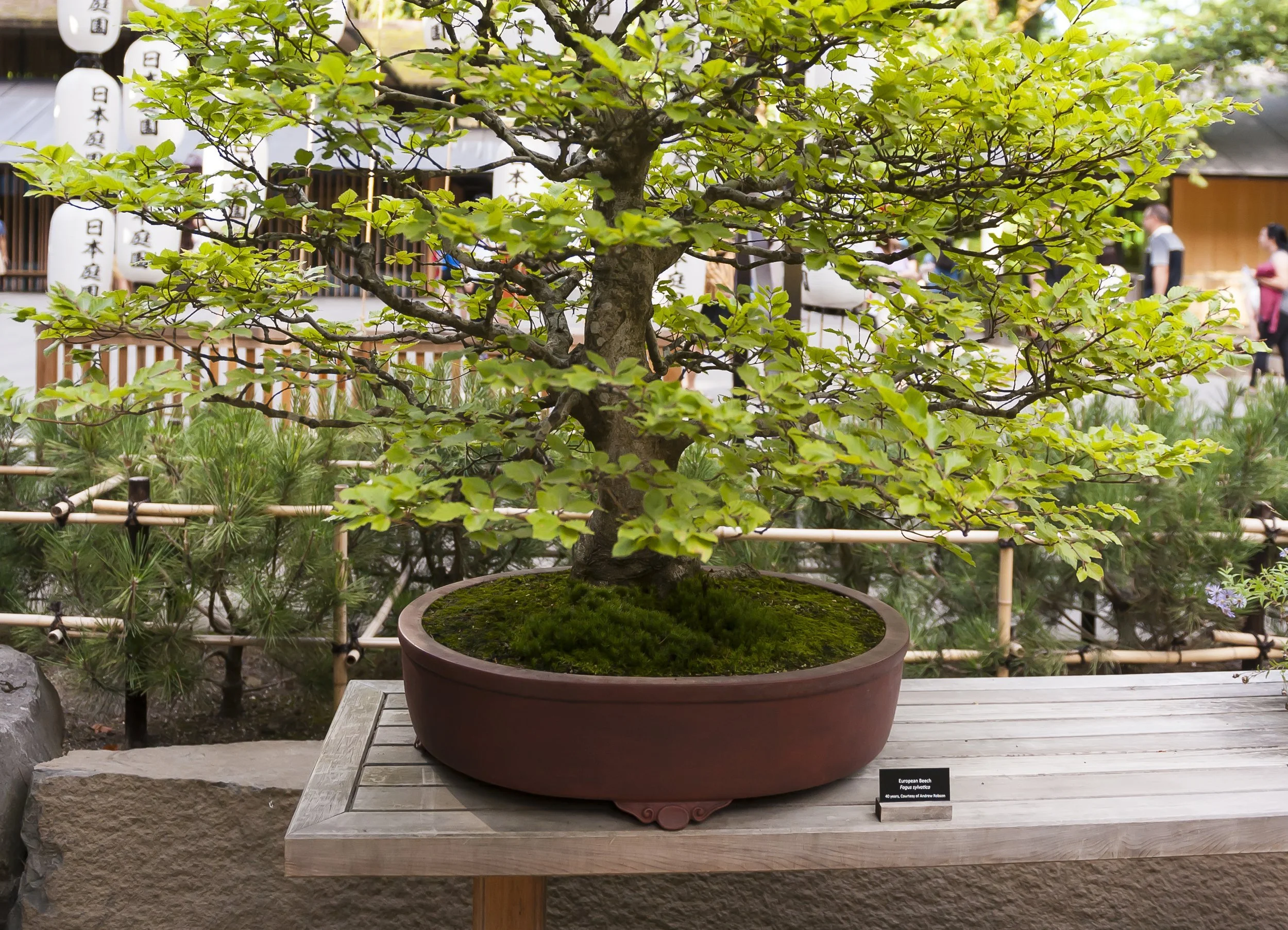 Bonsai Workshop