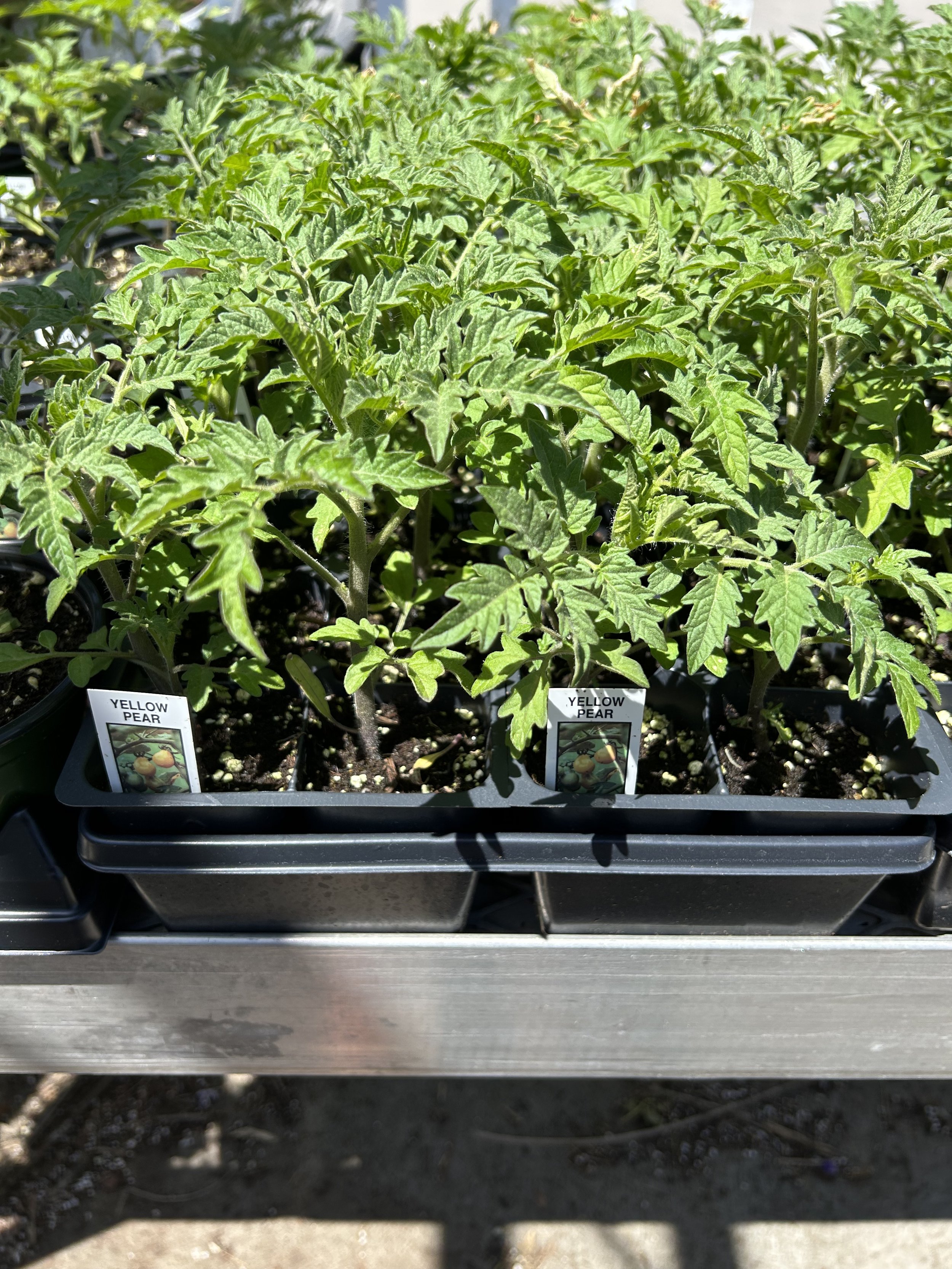 Warm Season Vegetable Gardening — Stanley's Greenhouse