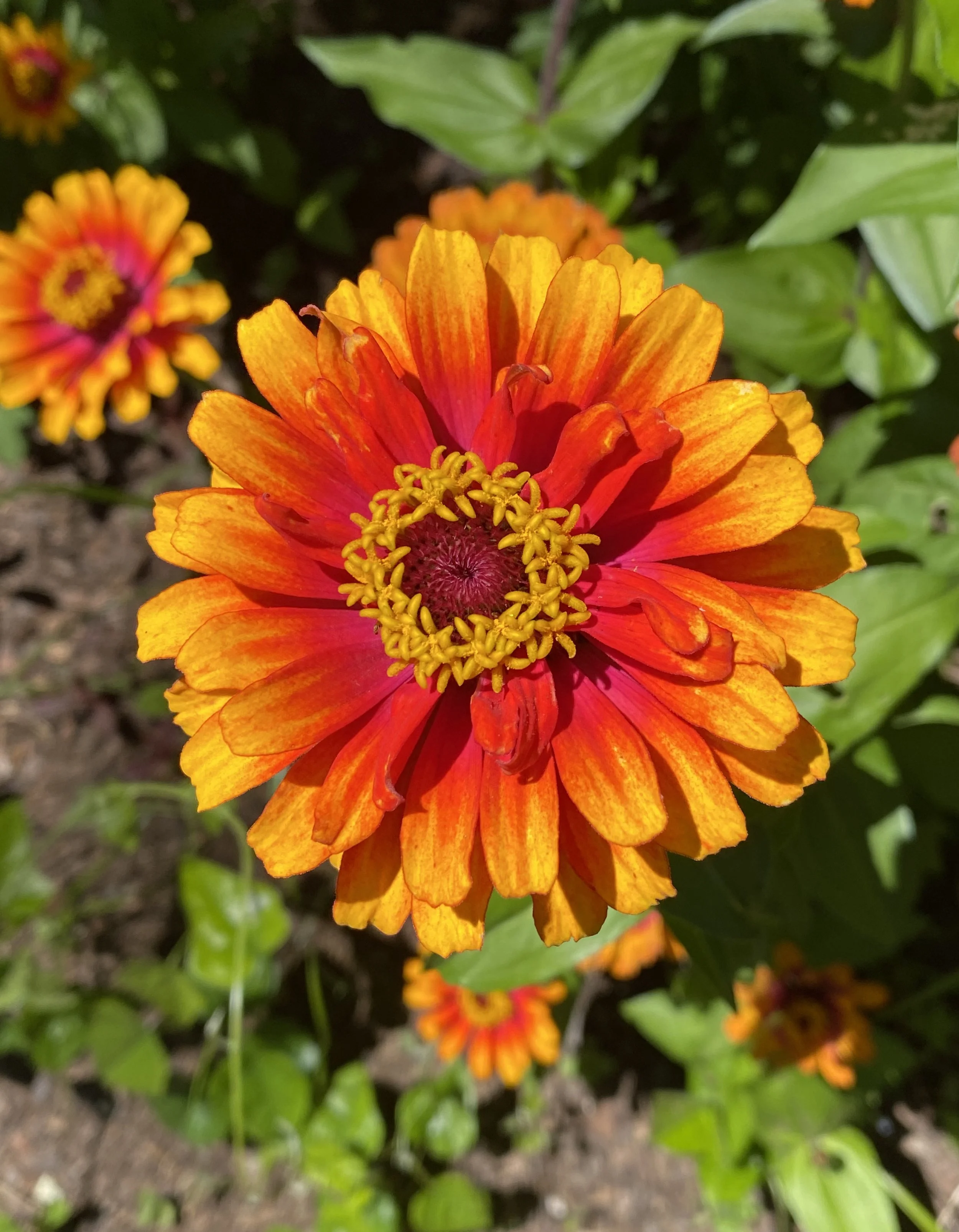 Stanley's 68th Anniversary Sale