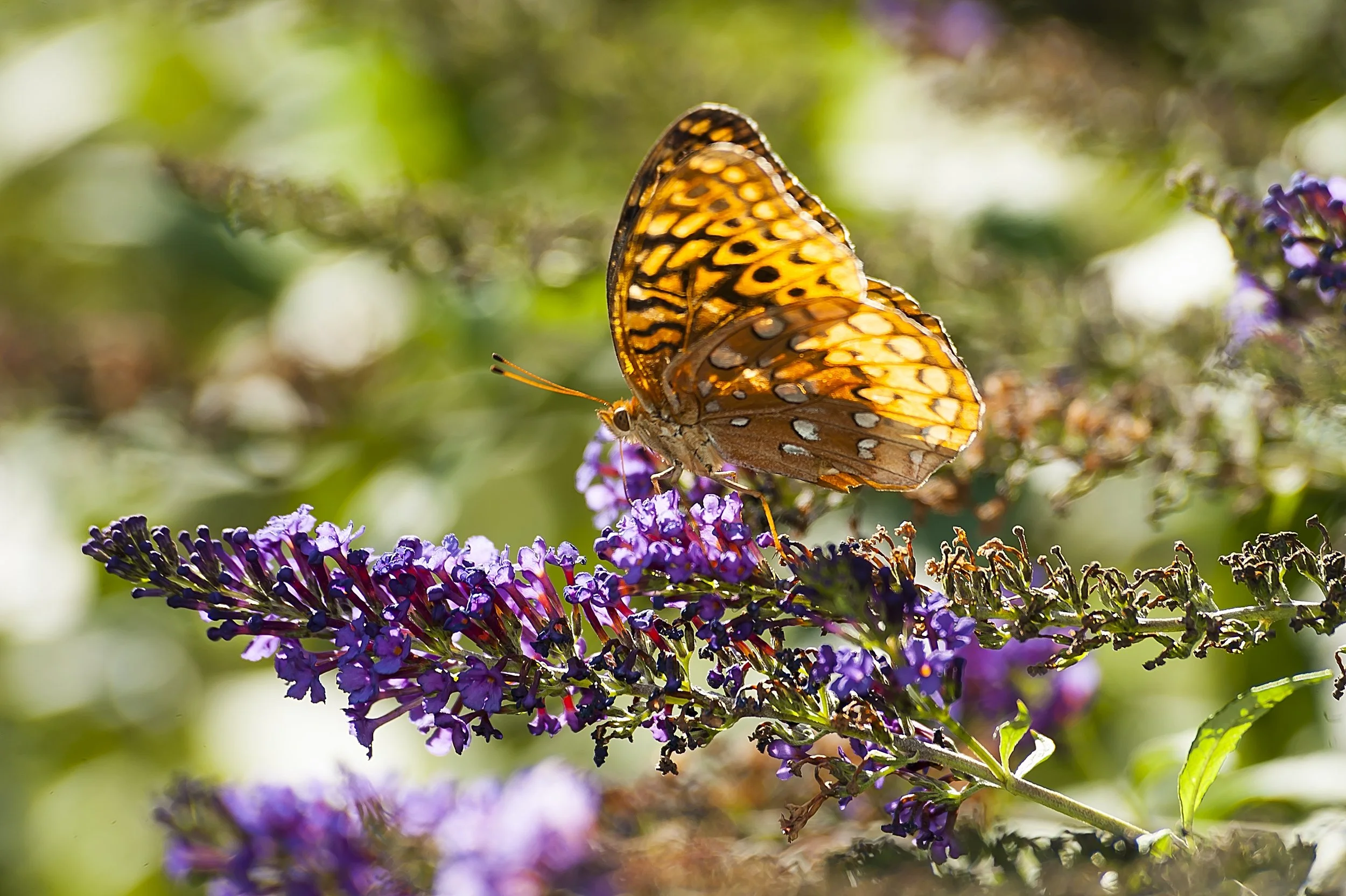 On the Wing: Stanley's Seventh Annual Butterfly Festival