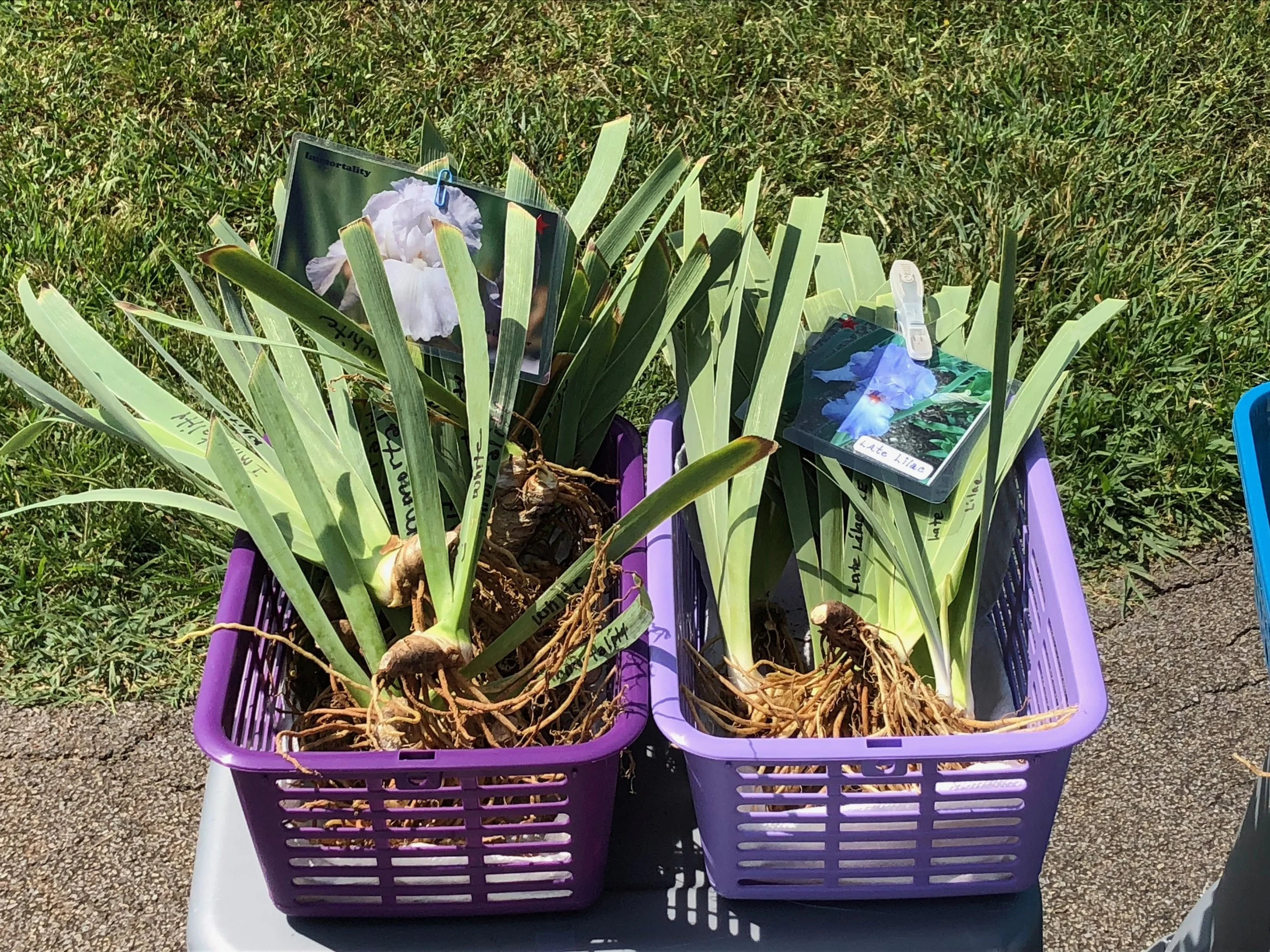 East Tennessee Iris Society Rhizome Sale