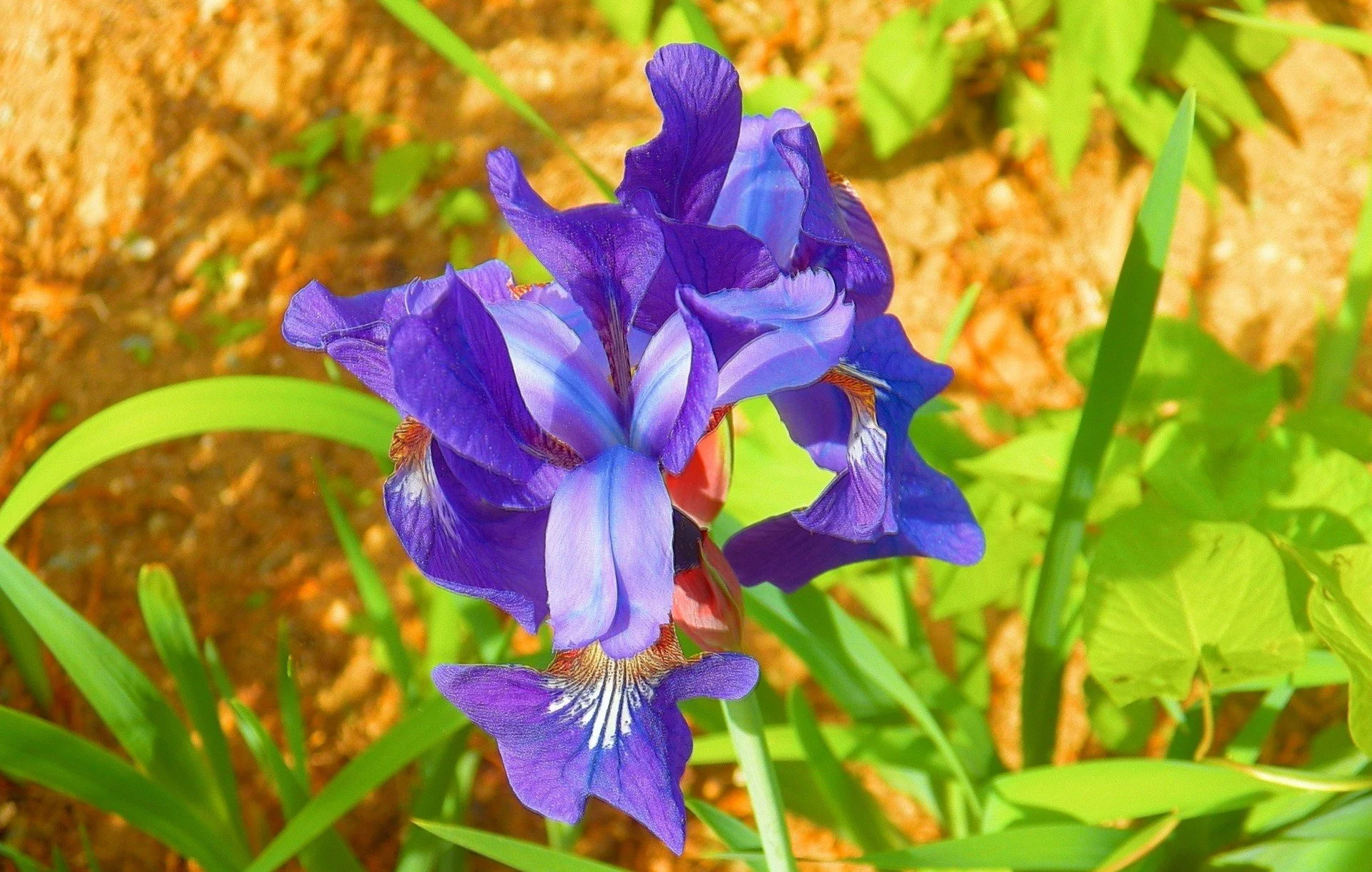 Bob Lauf's Specialty Iris Sale
