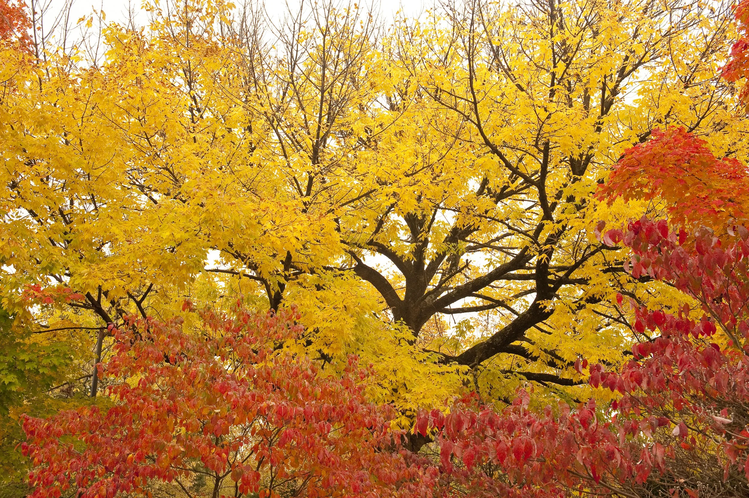 The Best Trees &amp; Shrubs for Fall Color &amp; Winter Interest