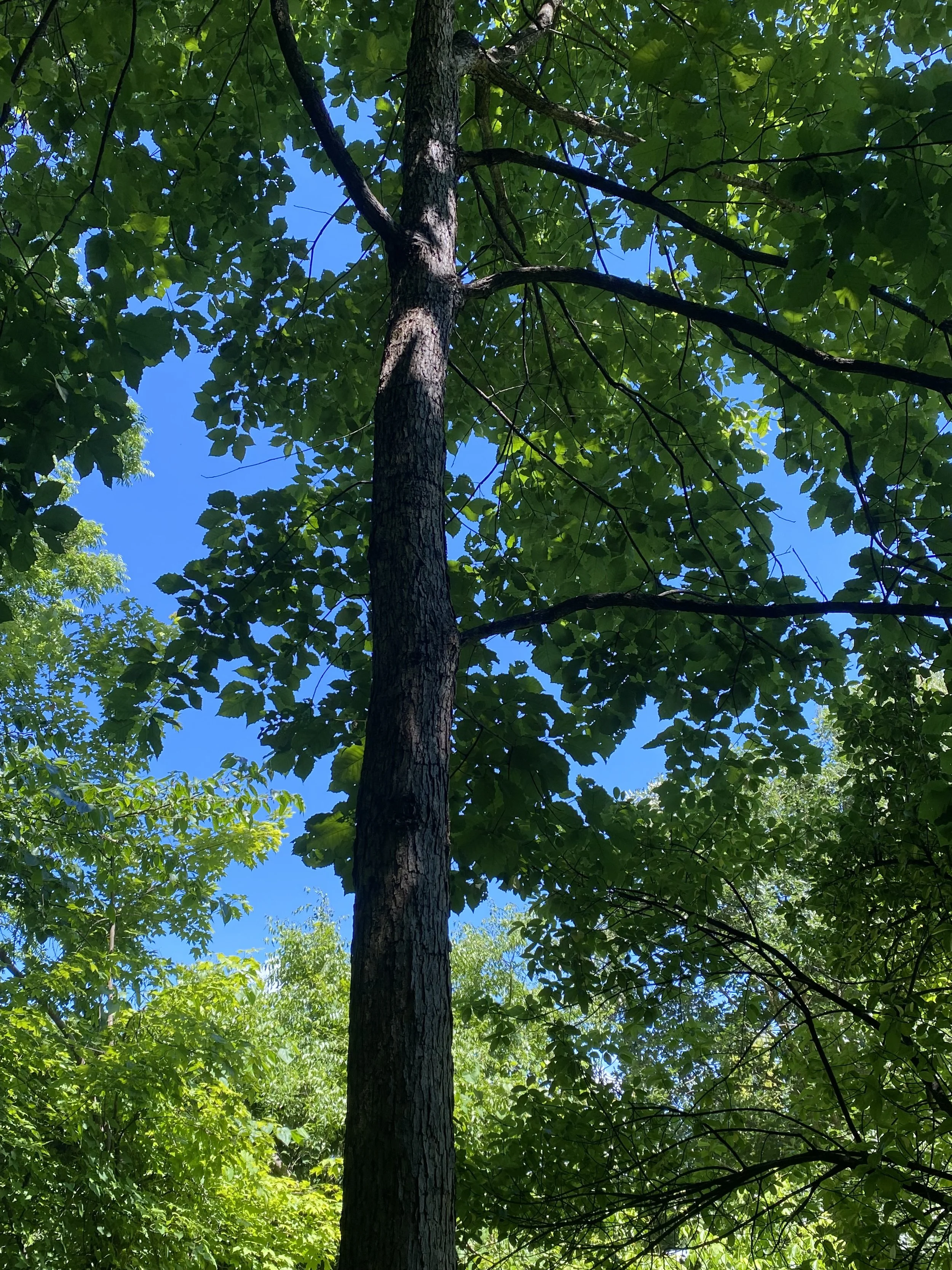 Best Practices: How to Plant &amp; Maintain Trees &amp; Shrubs