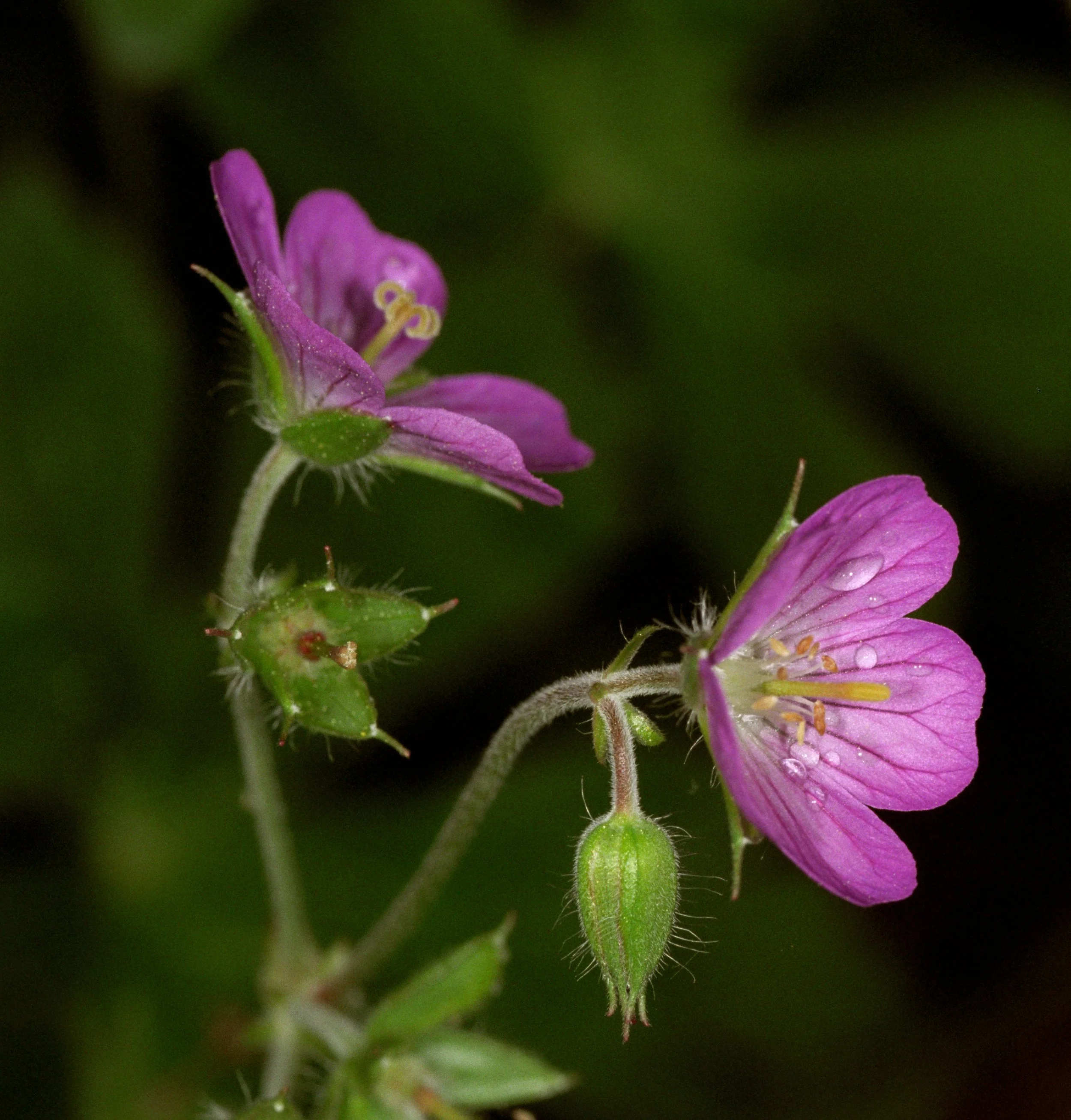 What to Plant Now for a Blooming Spring