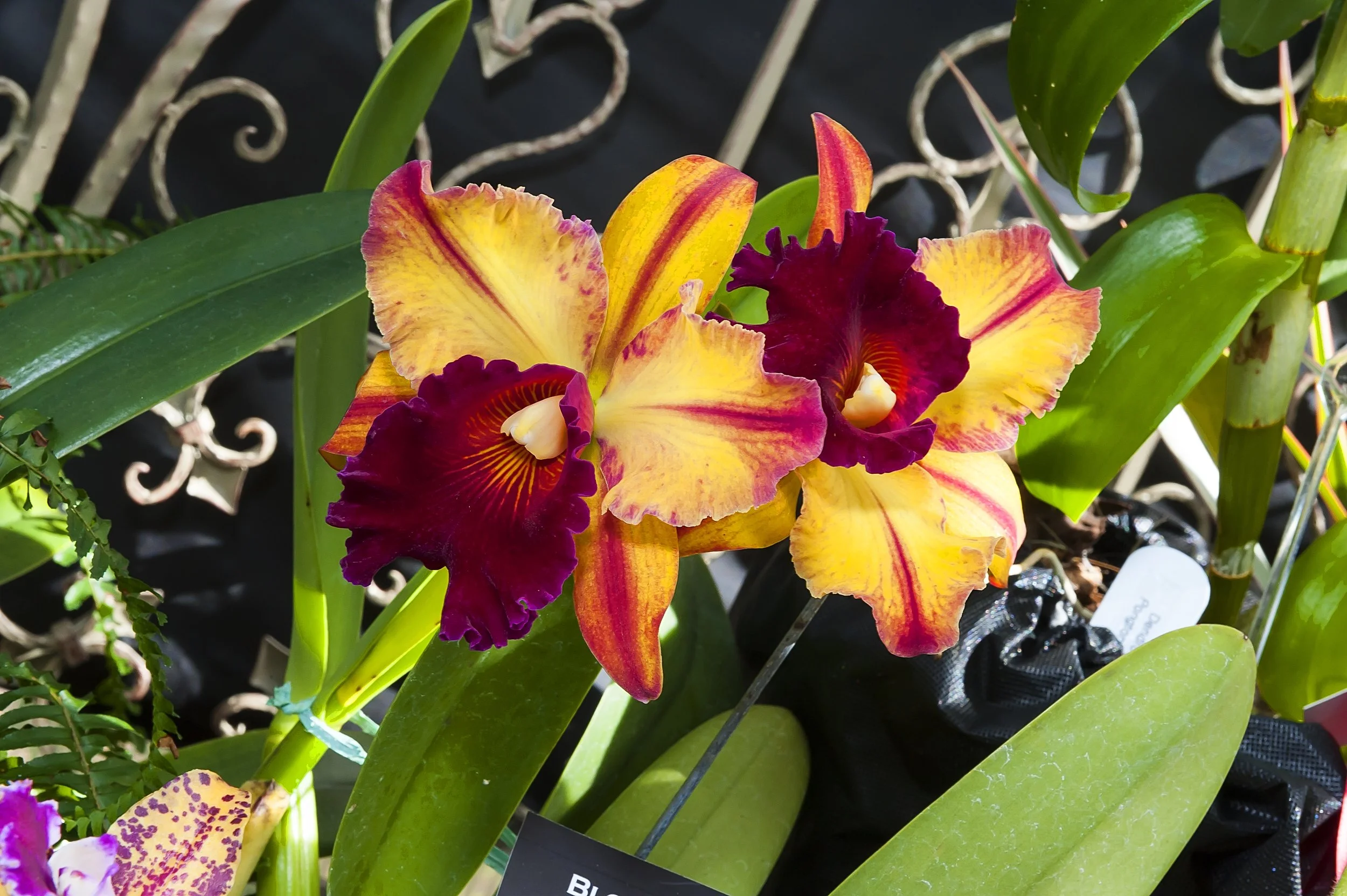 Orchid Repotting Demonstration with Rich Gettings
