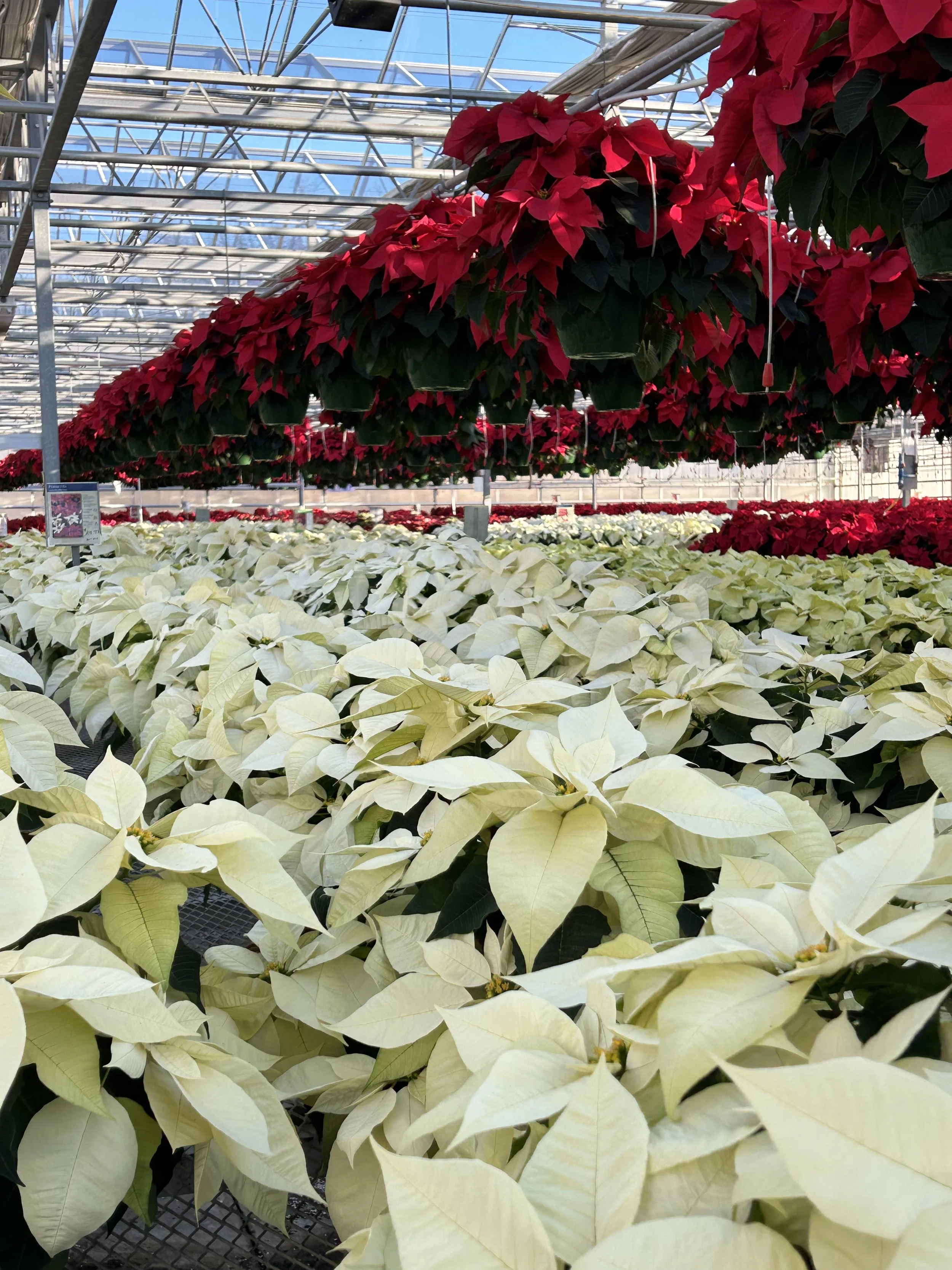 Stanley's Sunday Holiday Marketplace #1