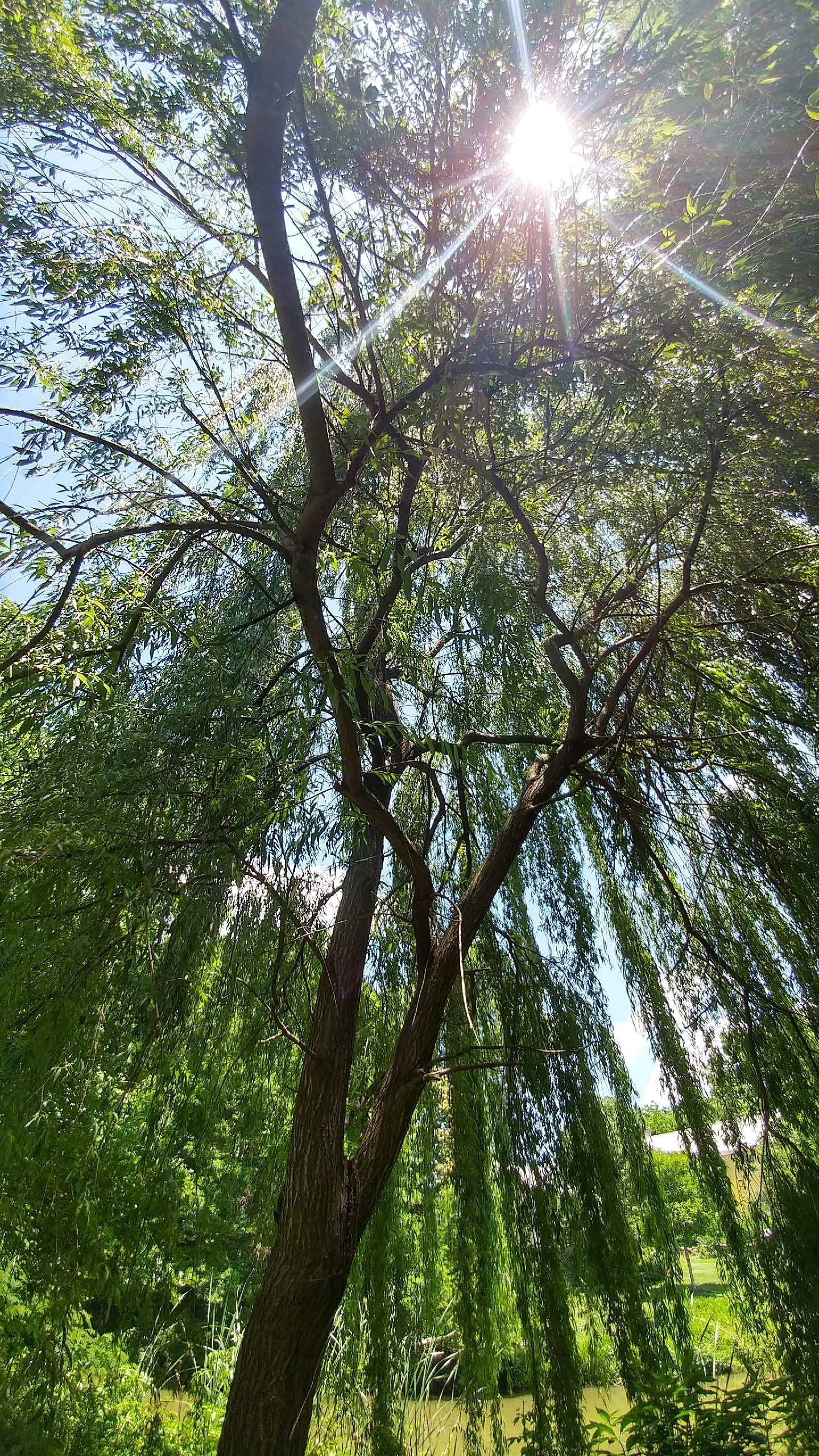 Monte's willow tree June 2017.JPG