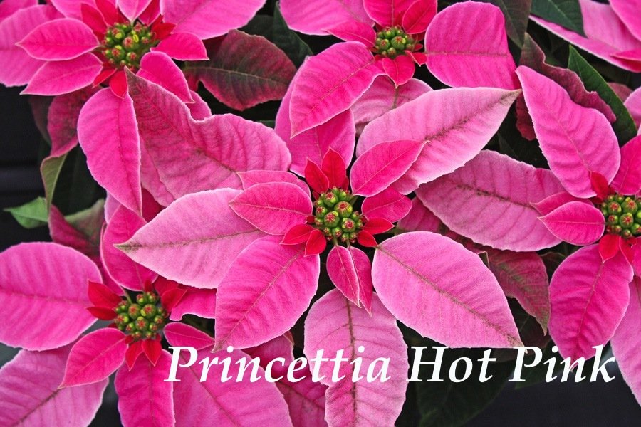 princettia hot pink poinsettia.jpg