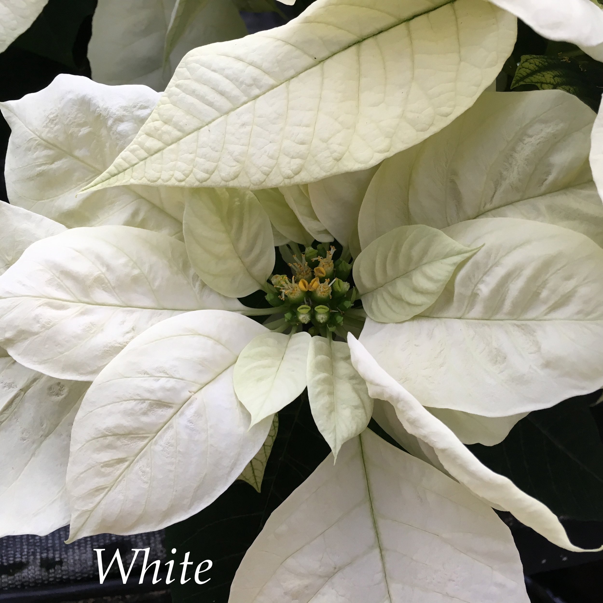 white poinsettia.jpg