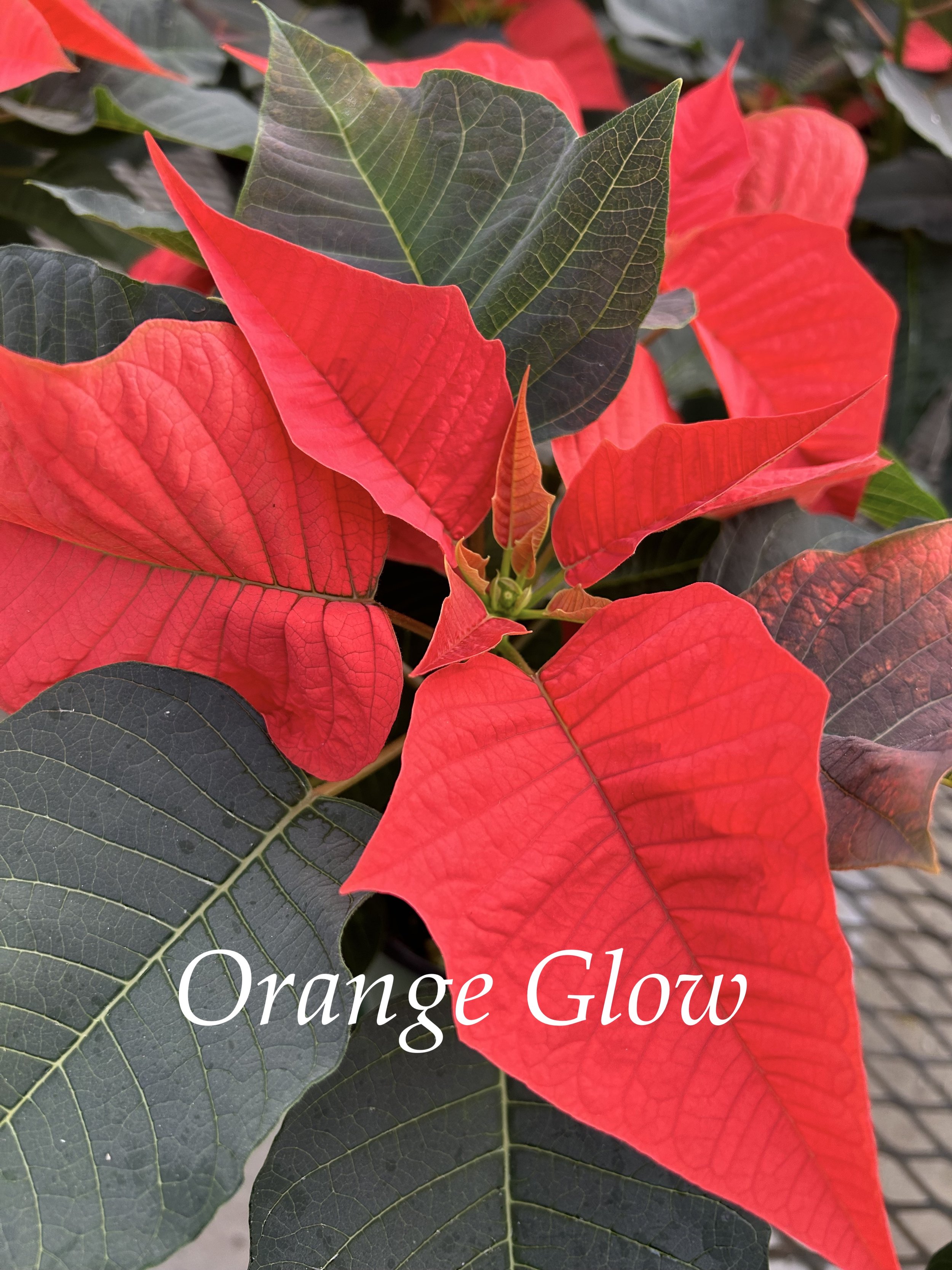 Orange Glow poinsettia 2023 copy 3.jpeg