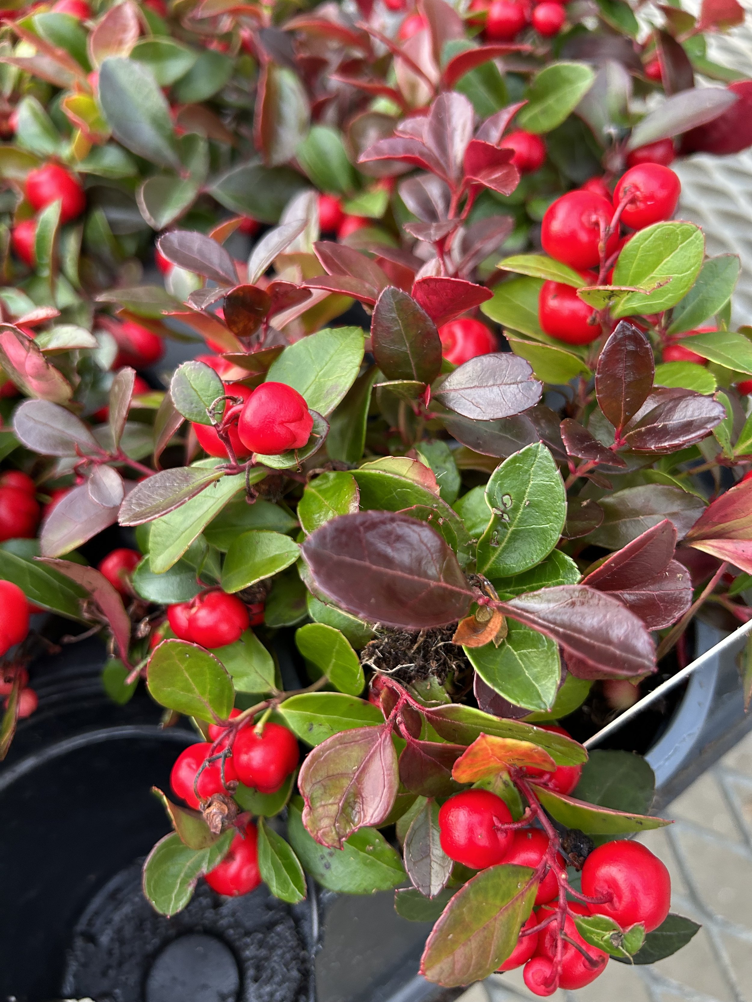 Stanley's Greenhouse