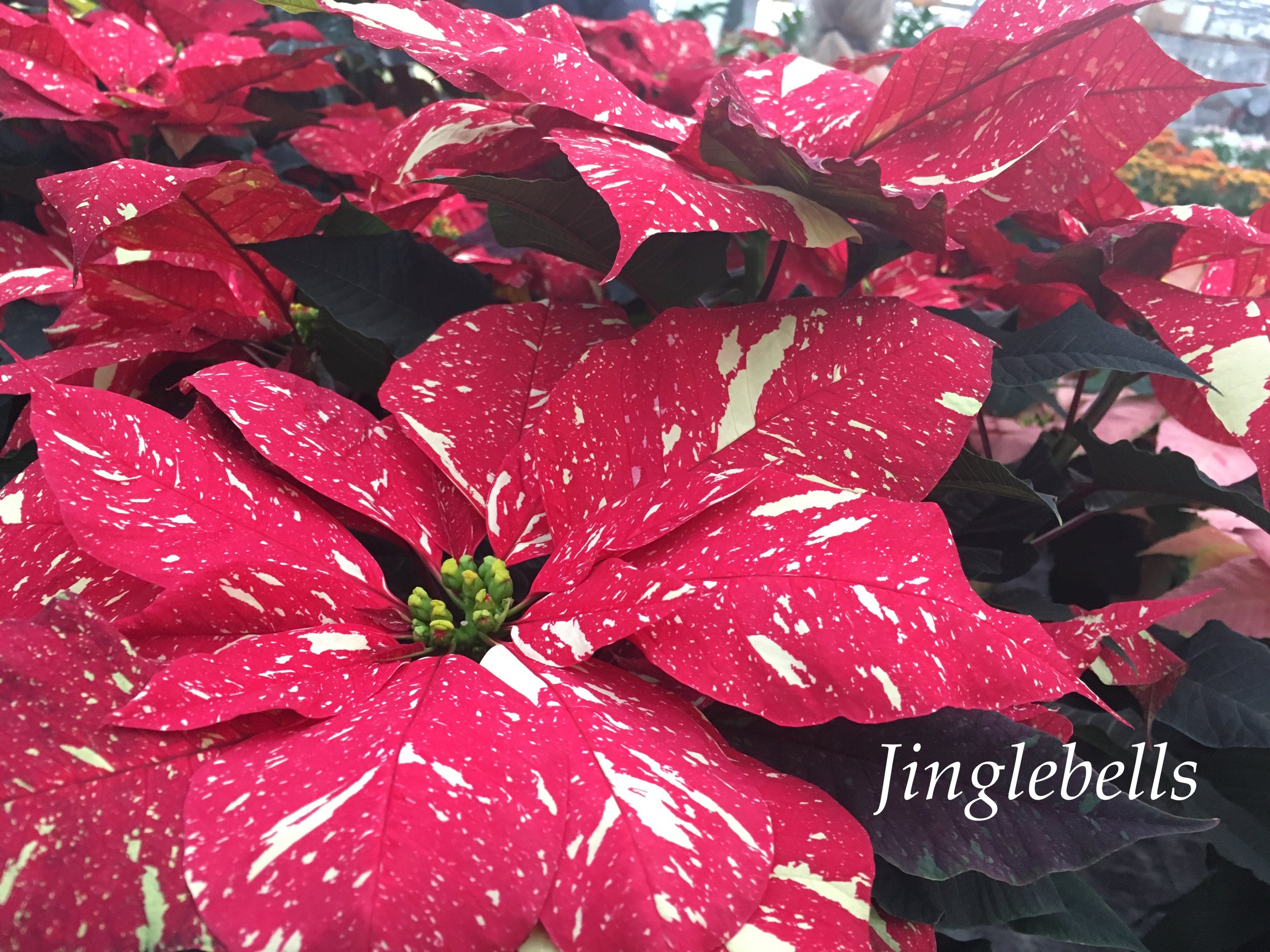 jingle bells poinsettia copy.JPG