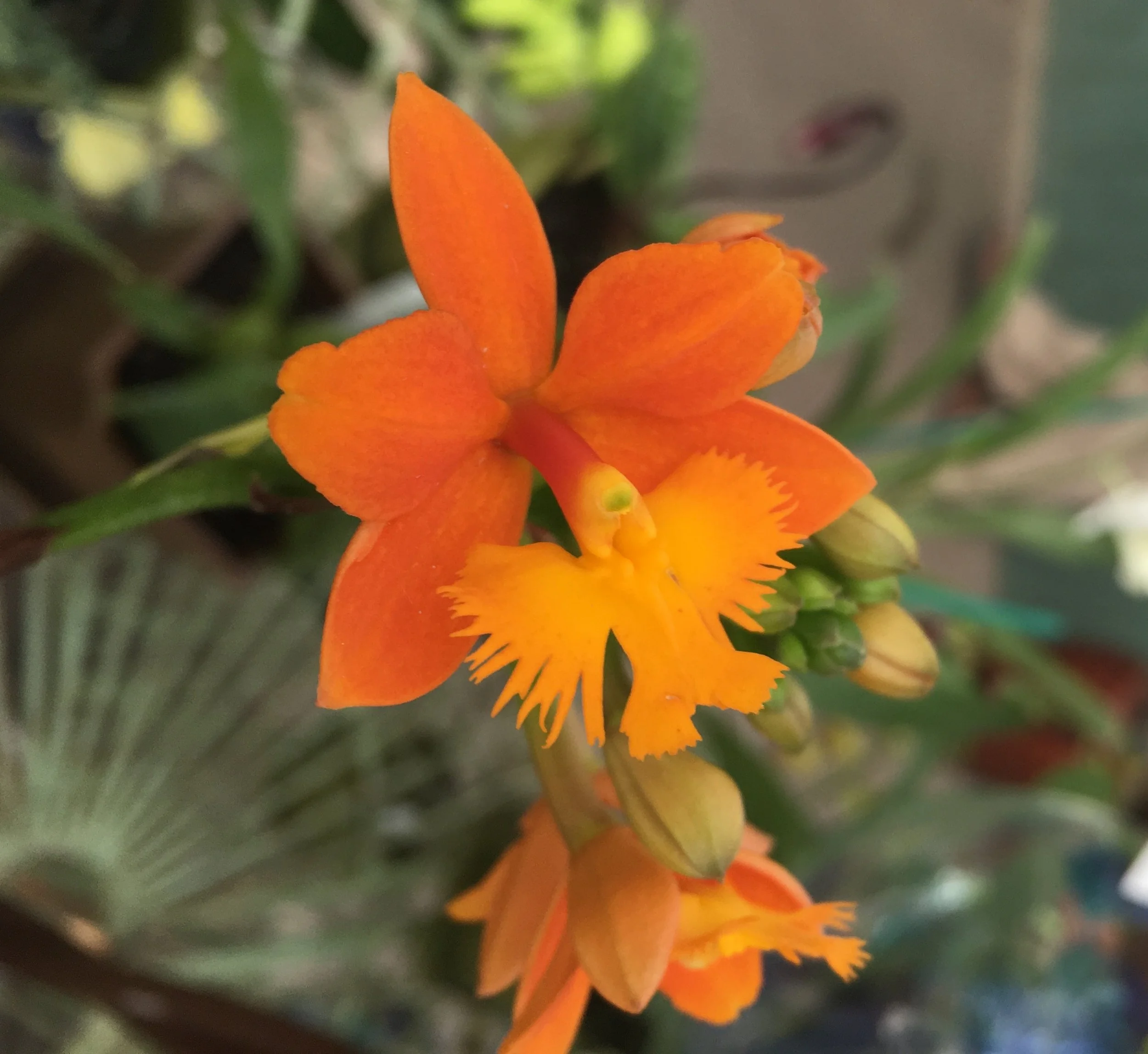 Orchids 201 with Rich Gettings