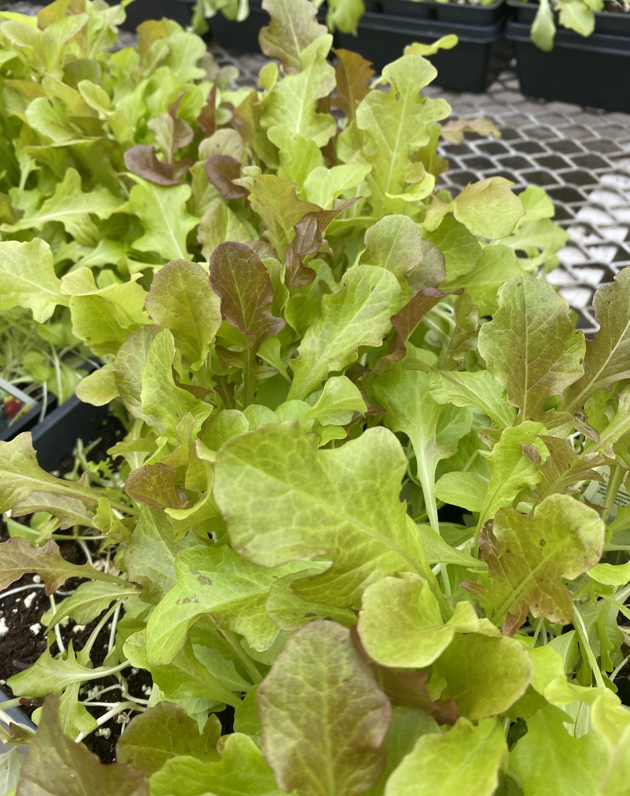 Cool Season Vegetables With John Tullock