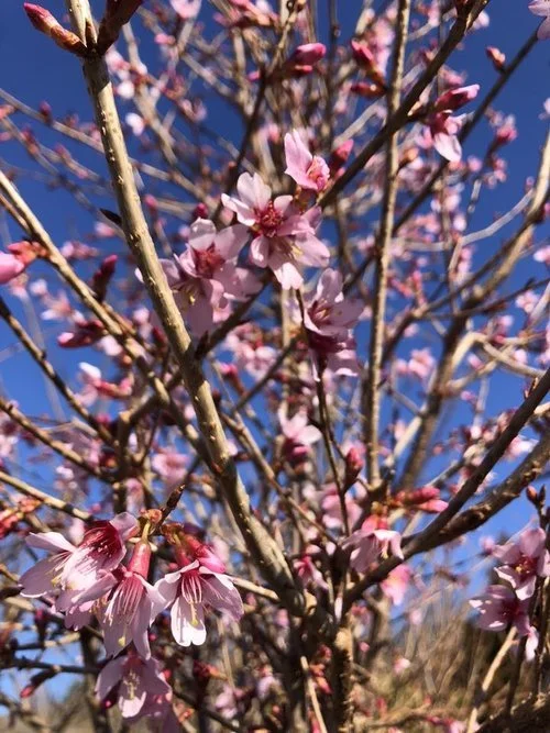 The Best Trees &amp; Shrubs for Spring Color &amp; Interest