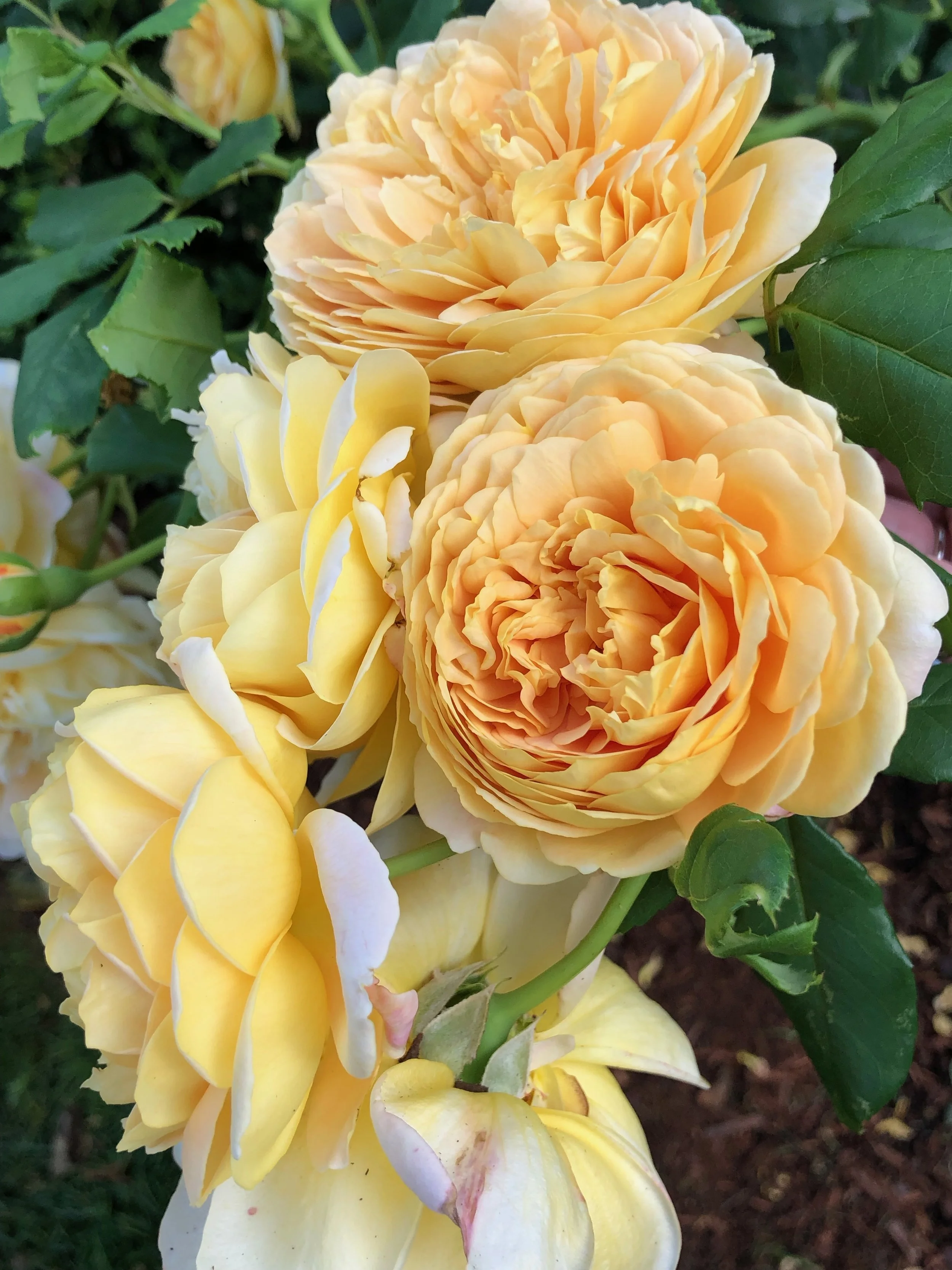  The Different Classes of Roses and How To Use Them in Your Garden