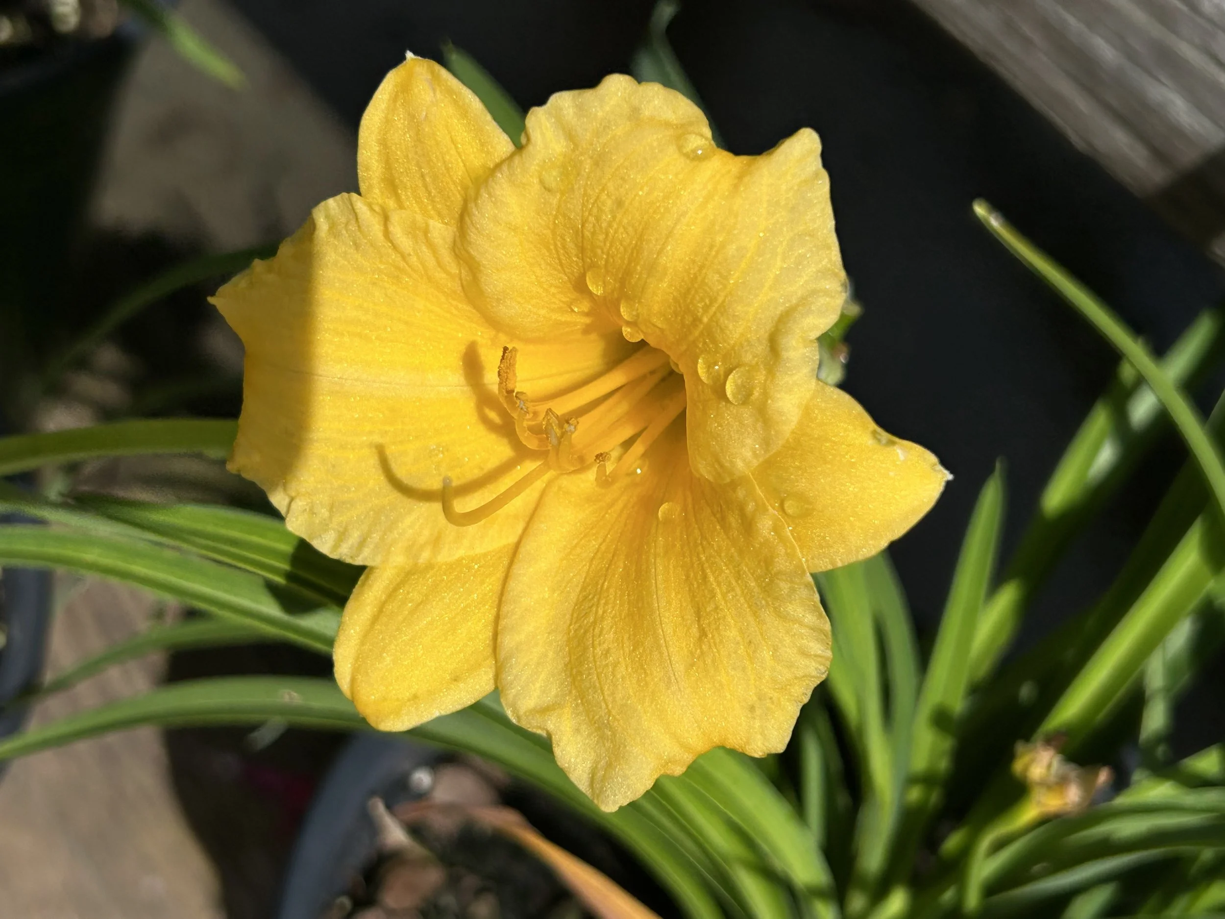 East Tennessee Daylily Society Sale