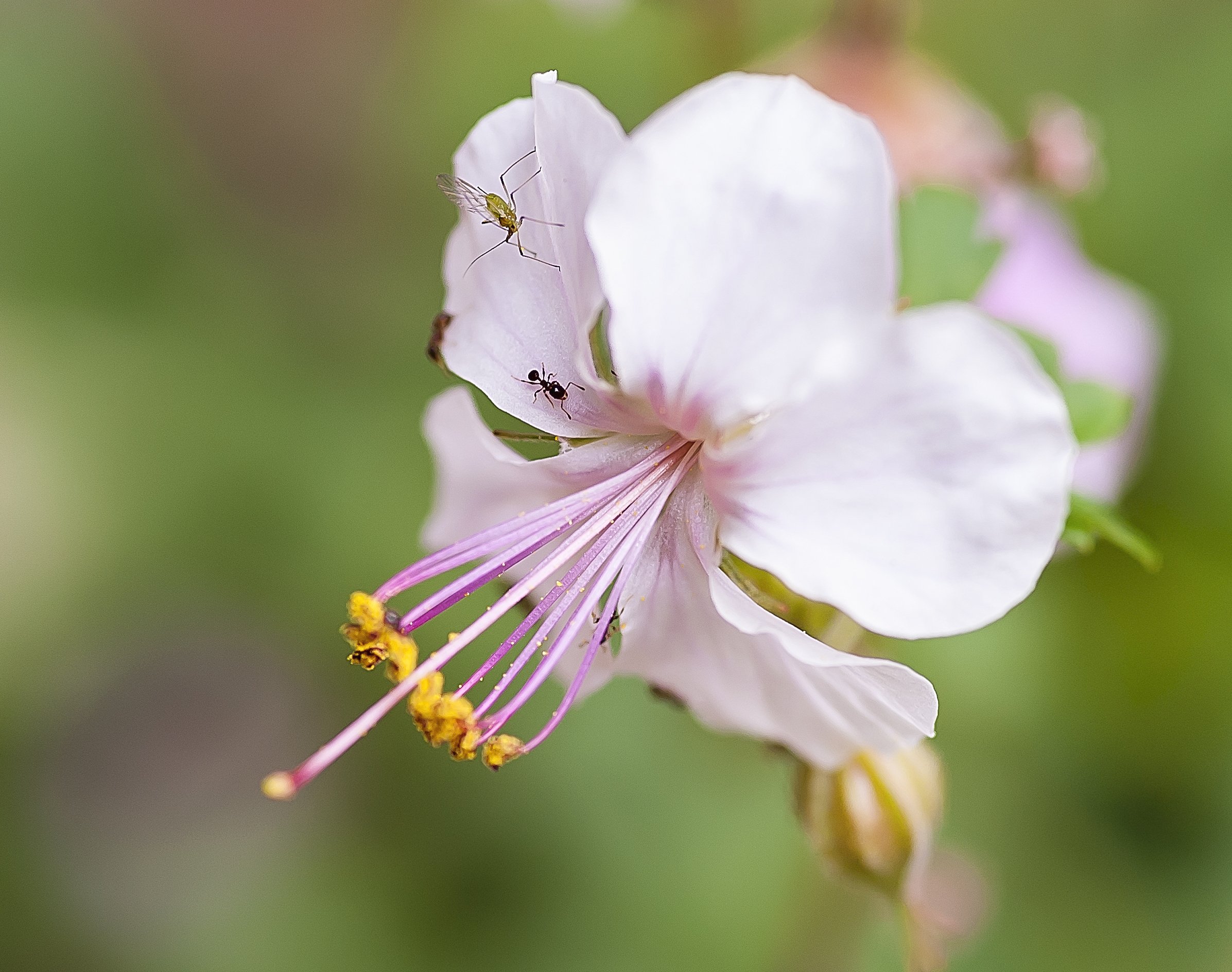 spring flowers with insects 2016.jpg