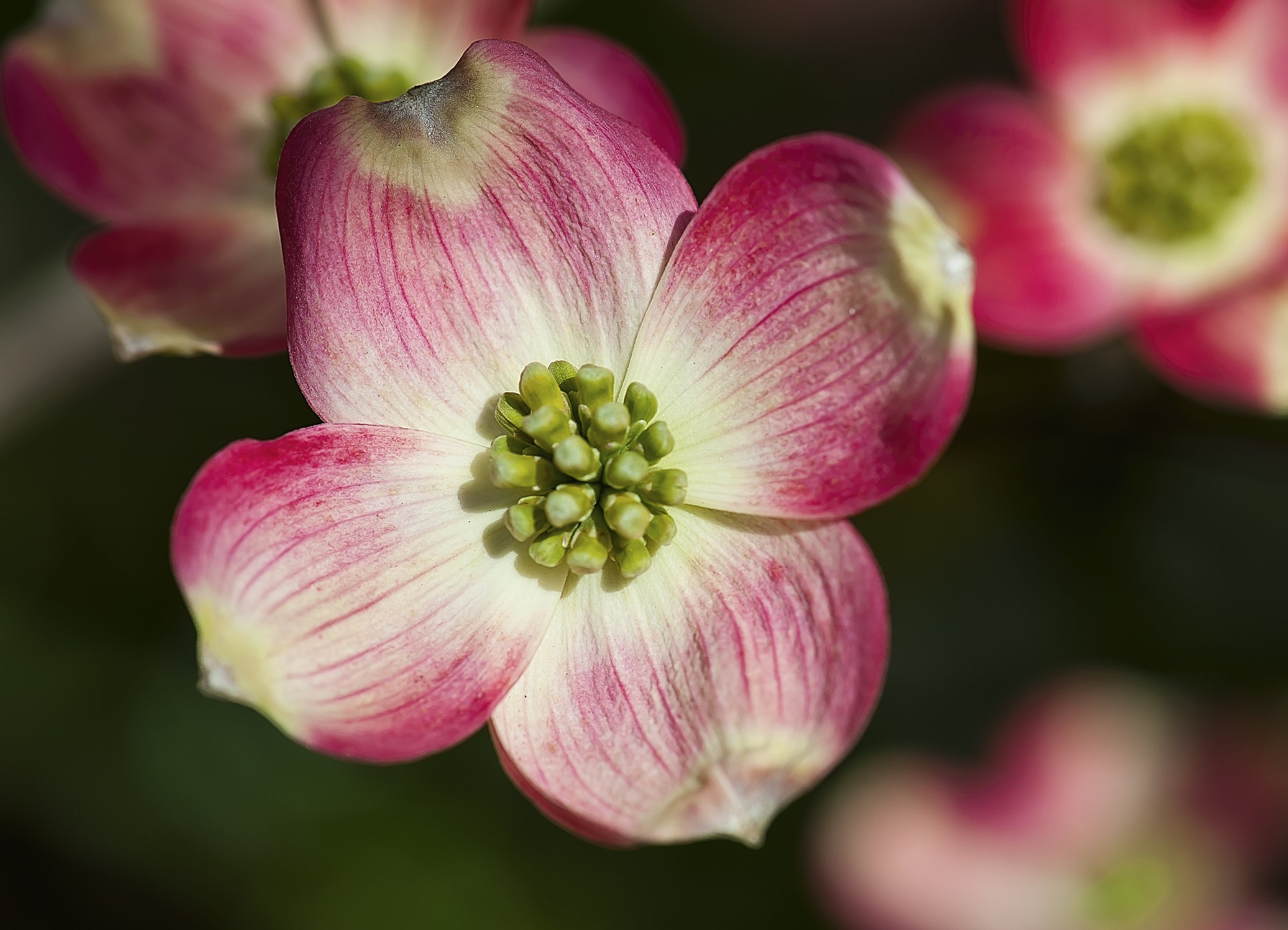 Spring Garden pink dogwood.JPG