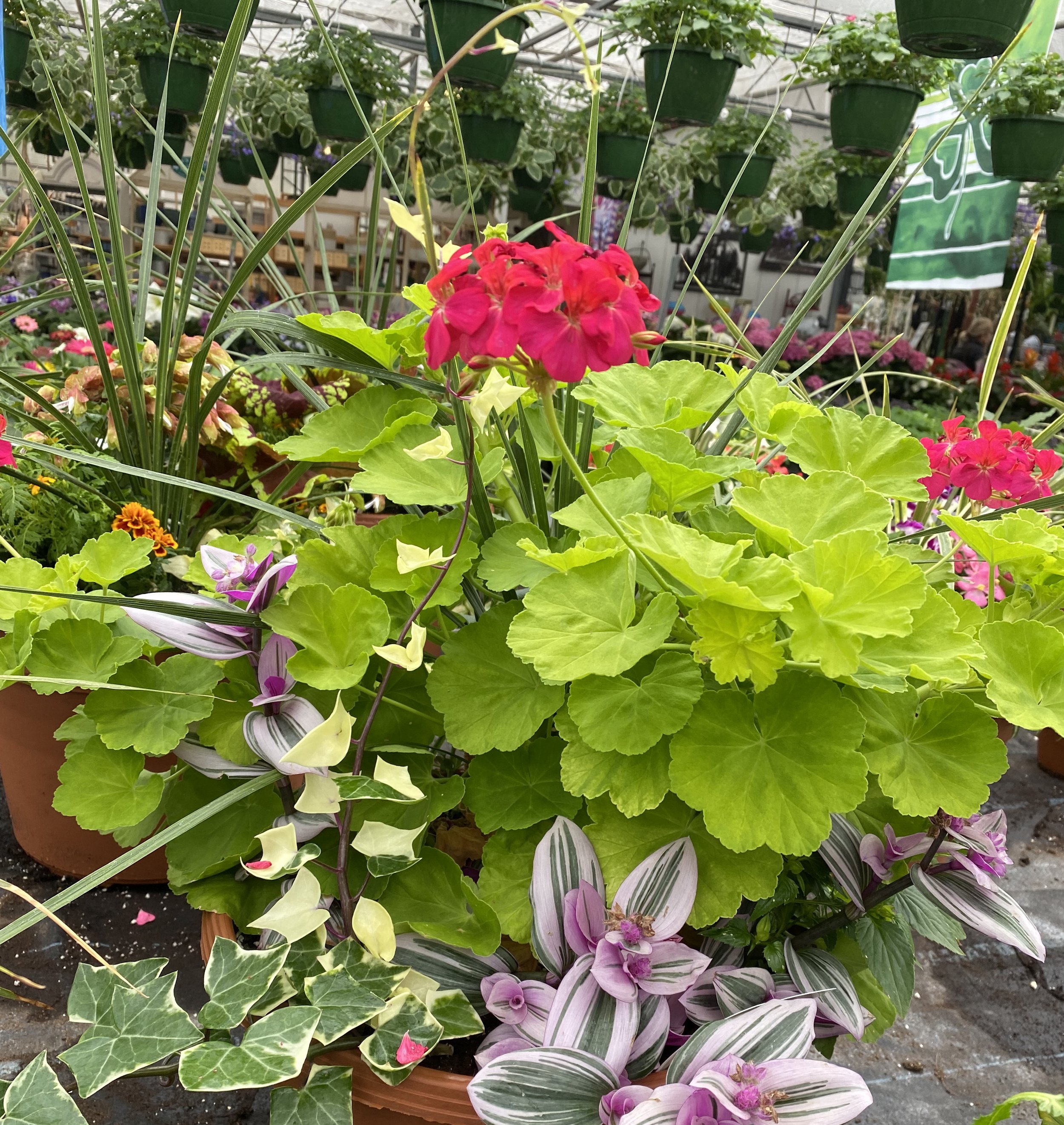 Stanley's Summer Plant Swap!