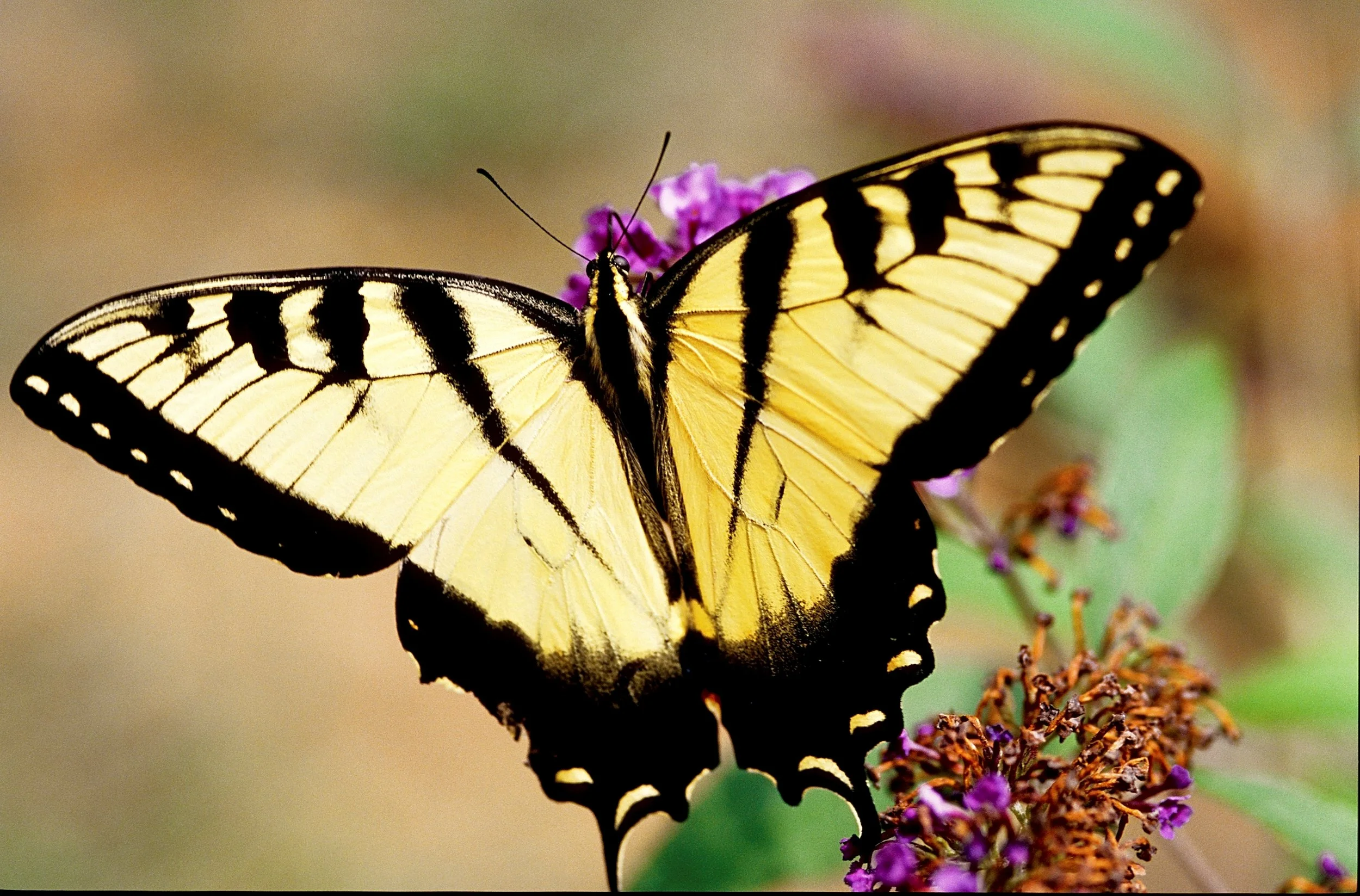 On the Wing: Stanley's Eighth Annual Butterfly Festival