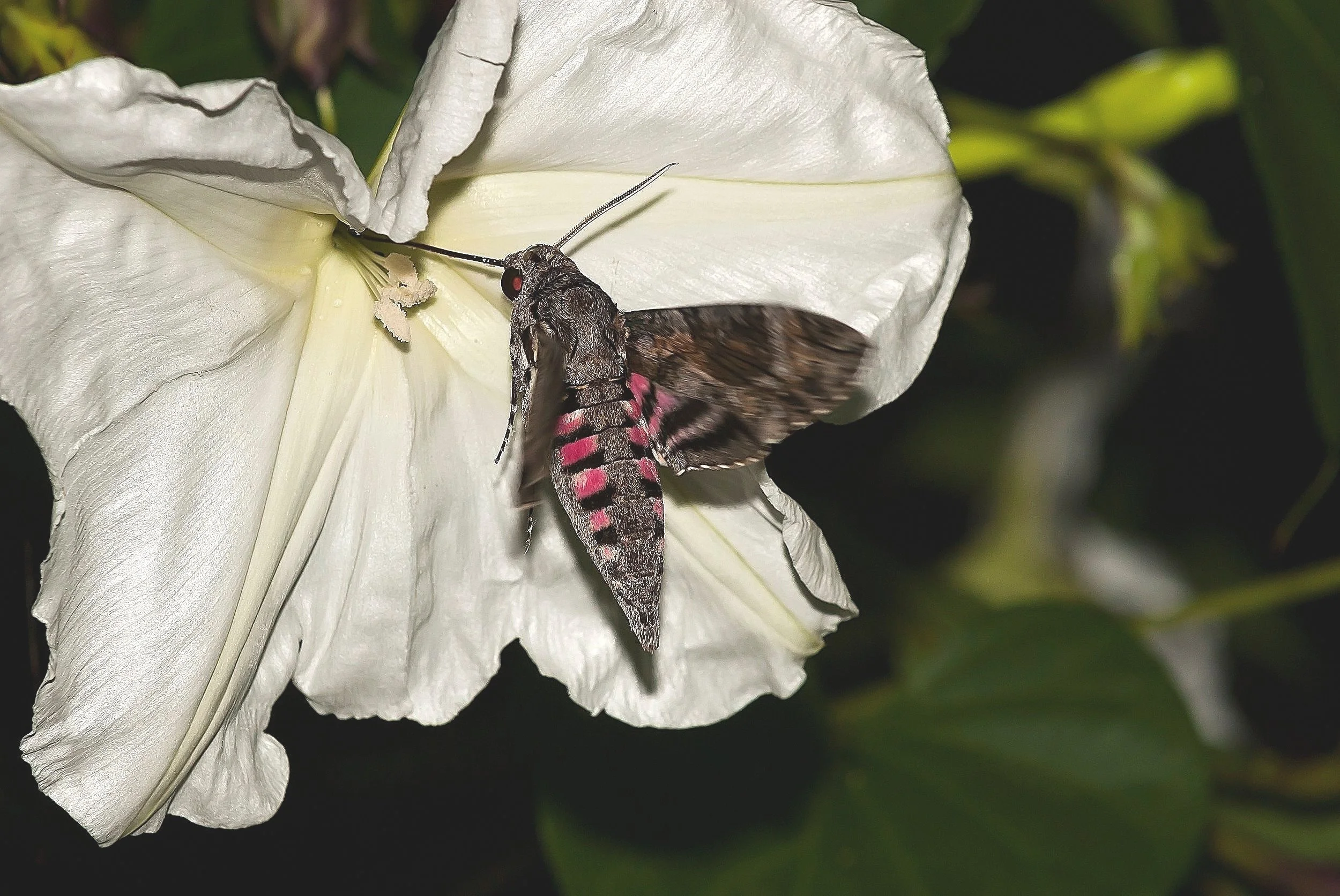 Dream Plants to Attract and Support Pollinators