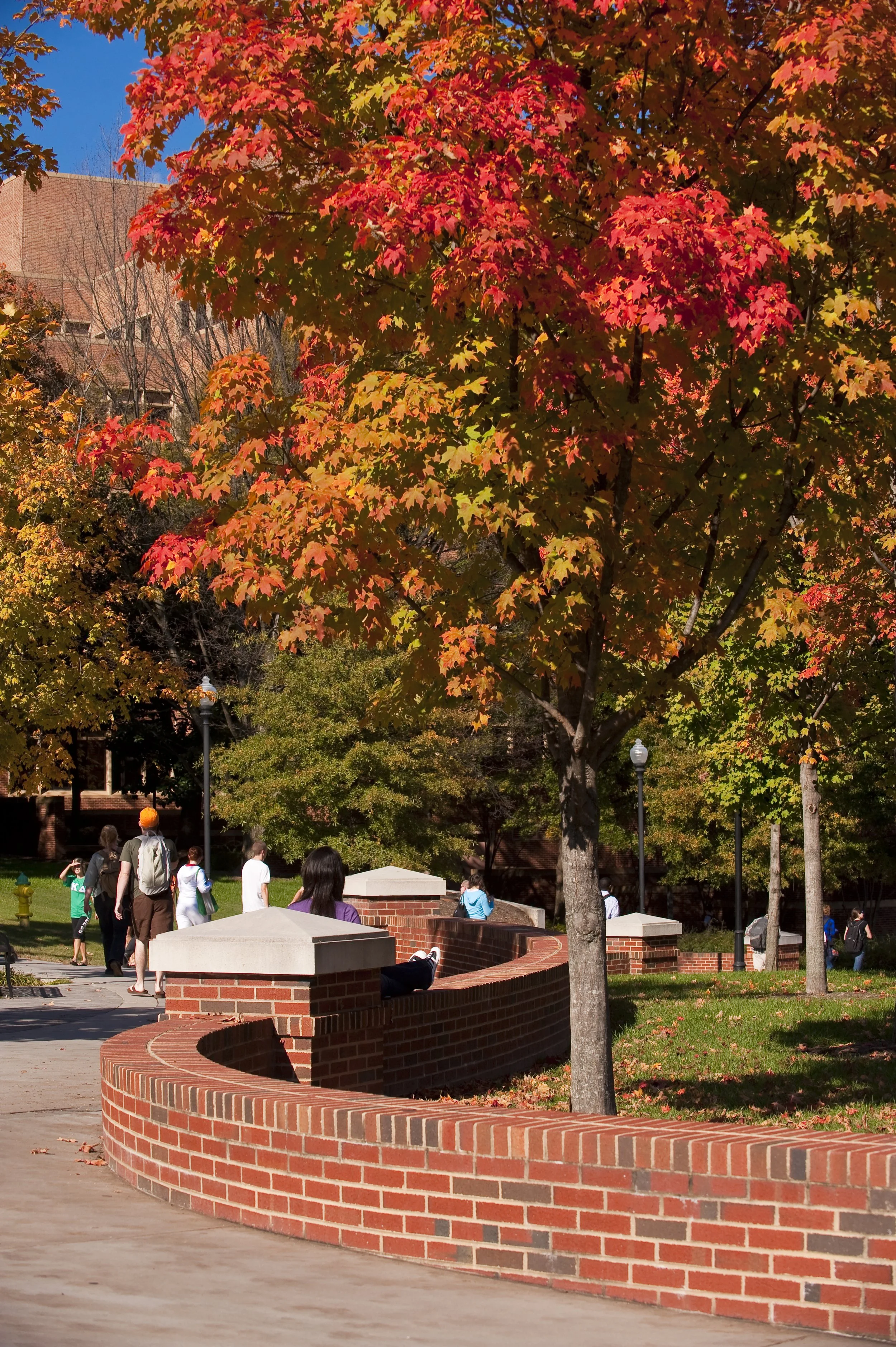Trees and Shrubs for Fall Color &amp; Winter Interest