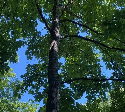 Best Practices: How to Plant &amp; Maintain Trees &amp; Shrubs