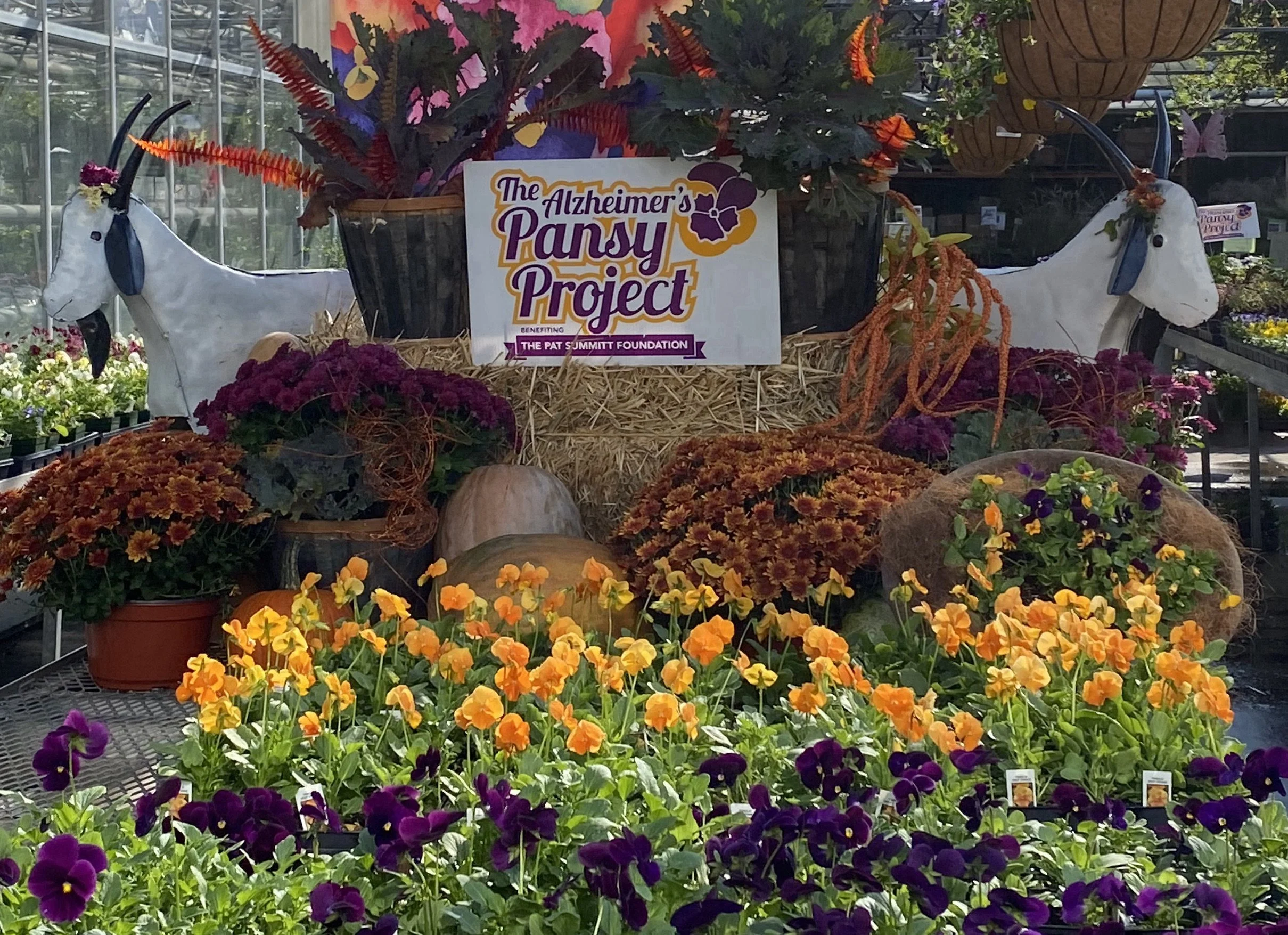 The Alzheimer's Pansy Project Launch Event