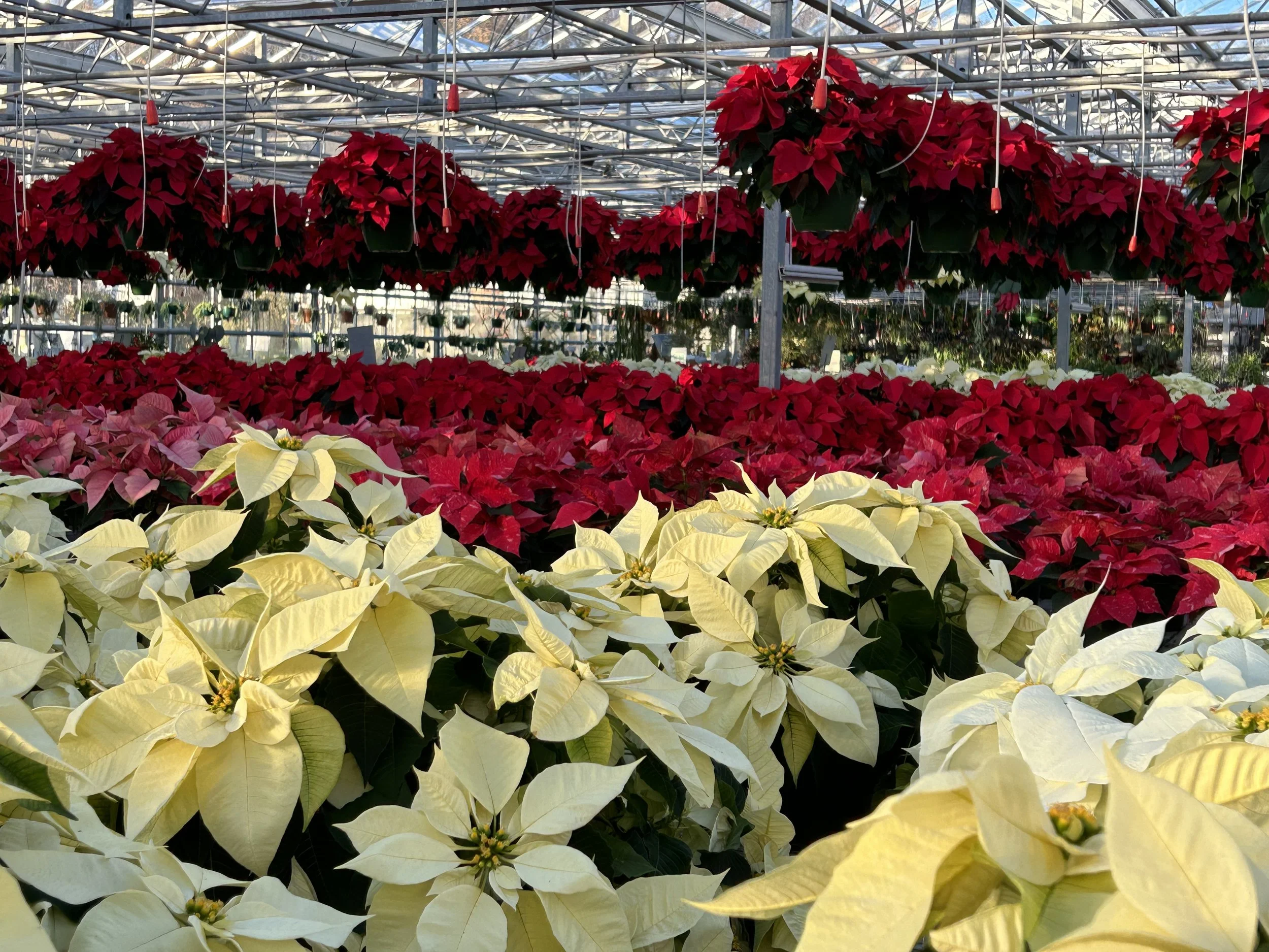 Stanley's Holiday Market