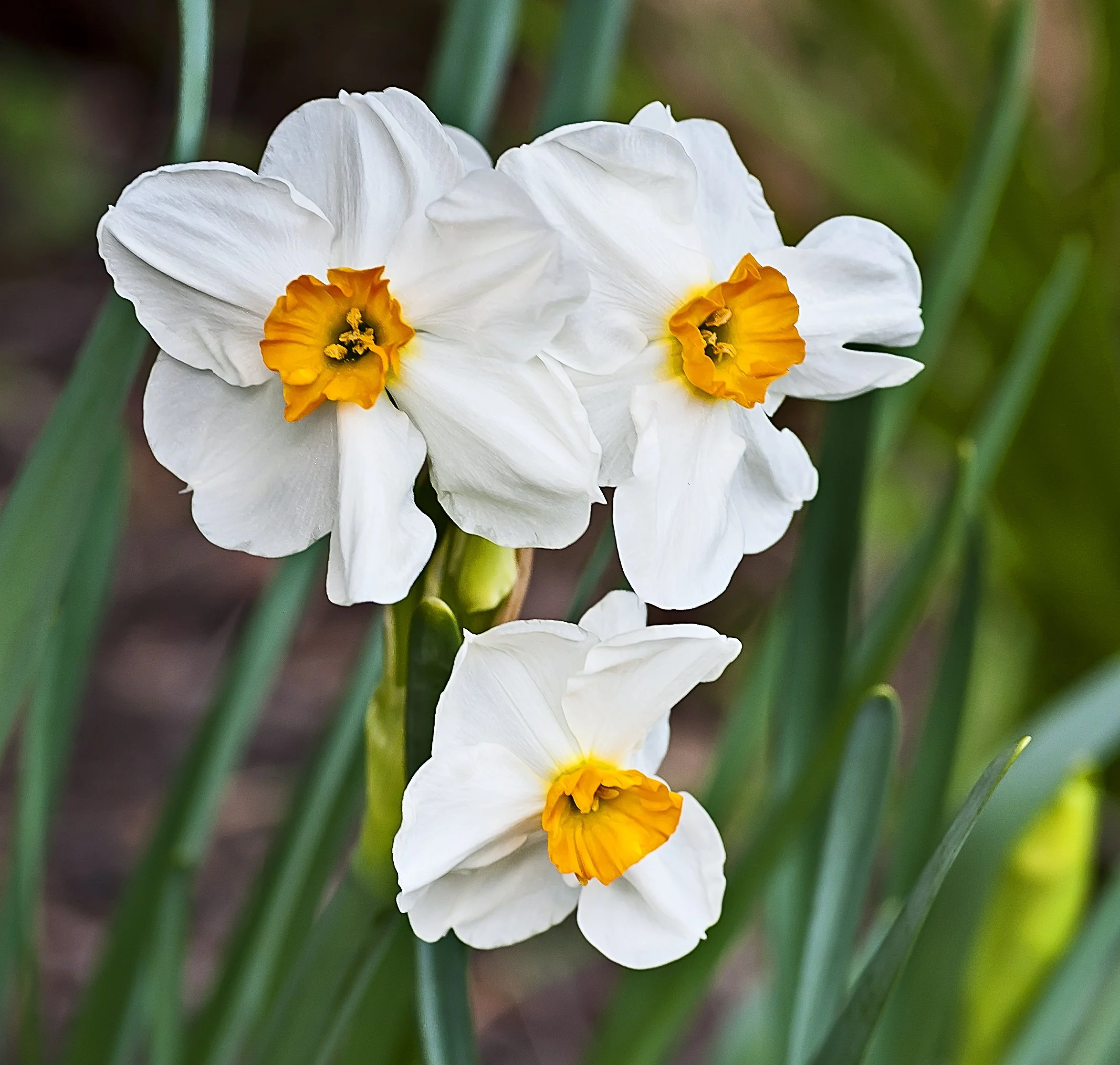 What to Plant for a Blooming Spring