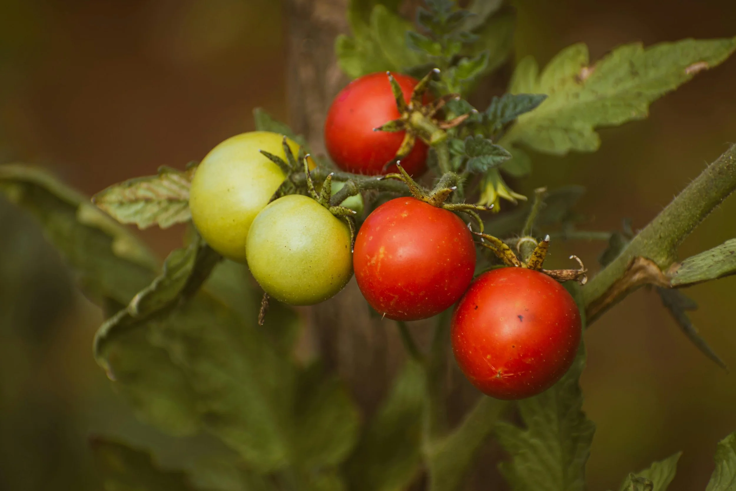 Stanley's Tomato Varieties for the 2025 Growing Season