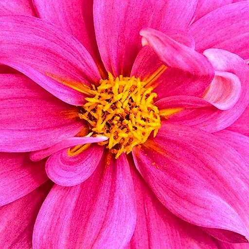 Knoxville Dahlia Society Tubers and Cuttings Sale