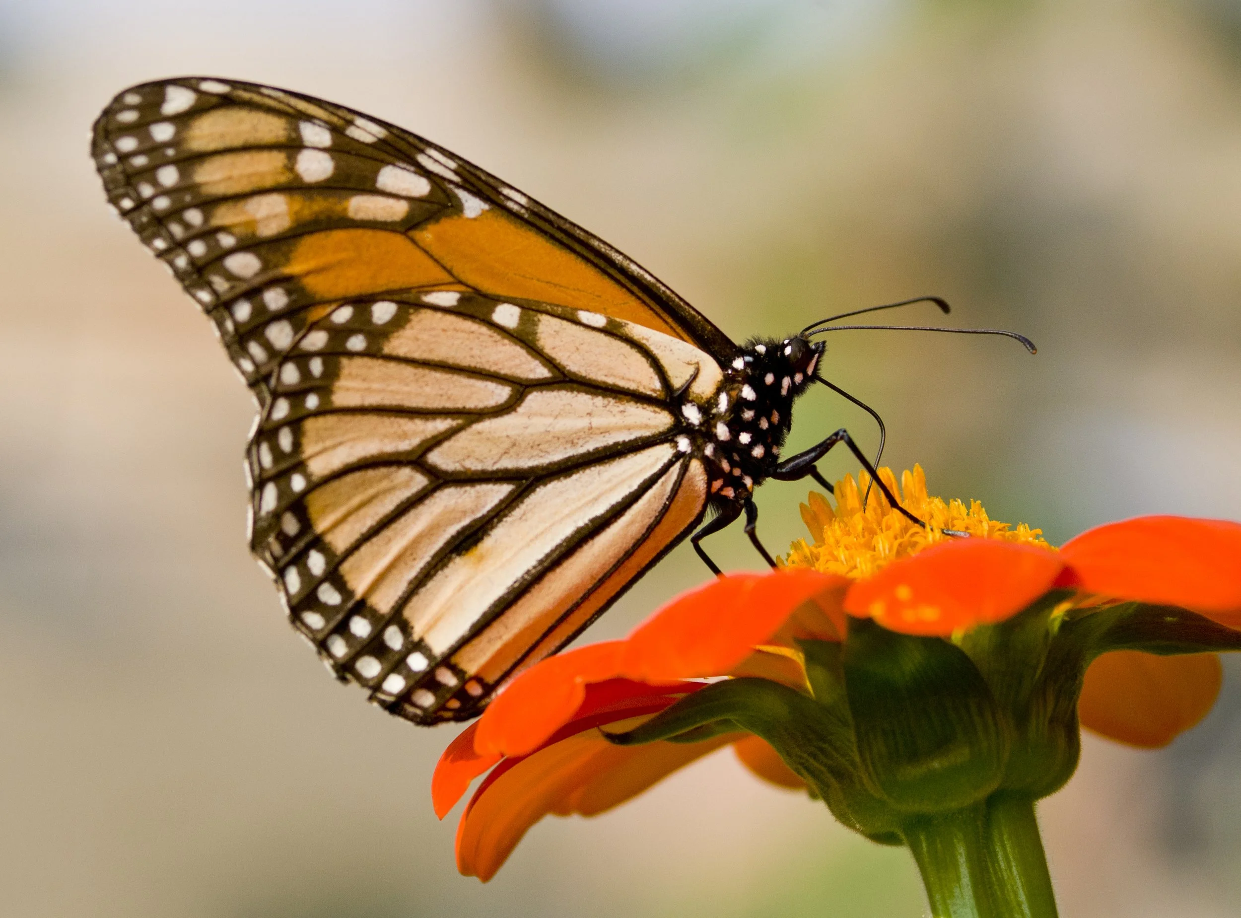 Dream Plants to Attract &amp; Support Pollinators in East Tennessee