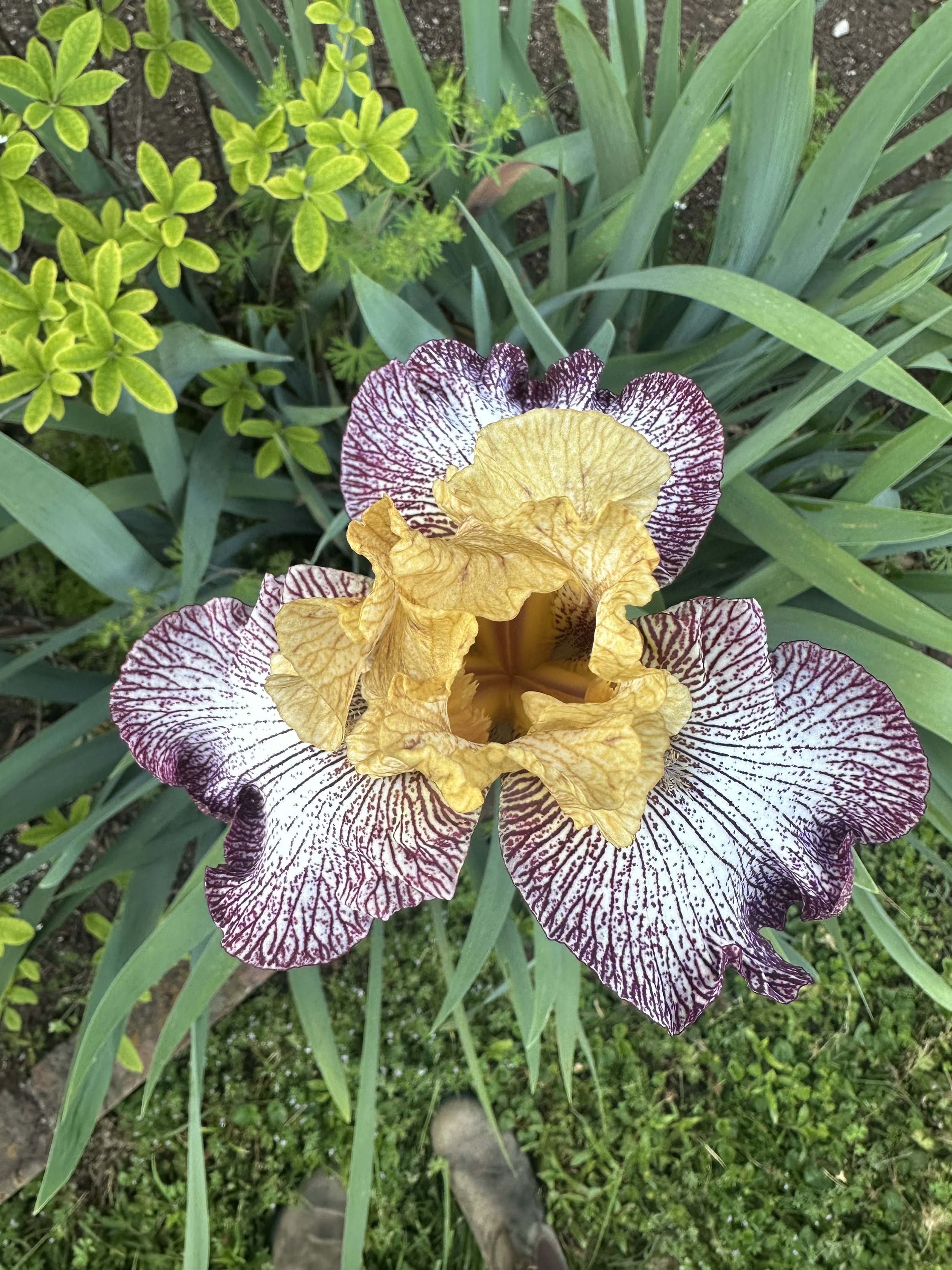 Specialty Iris Sale