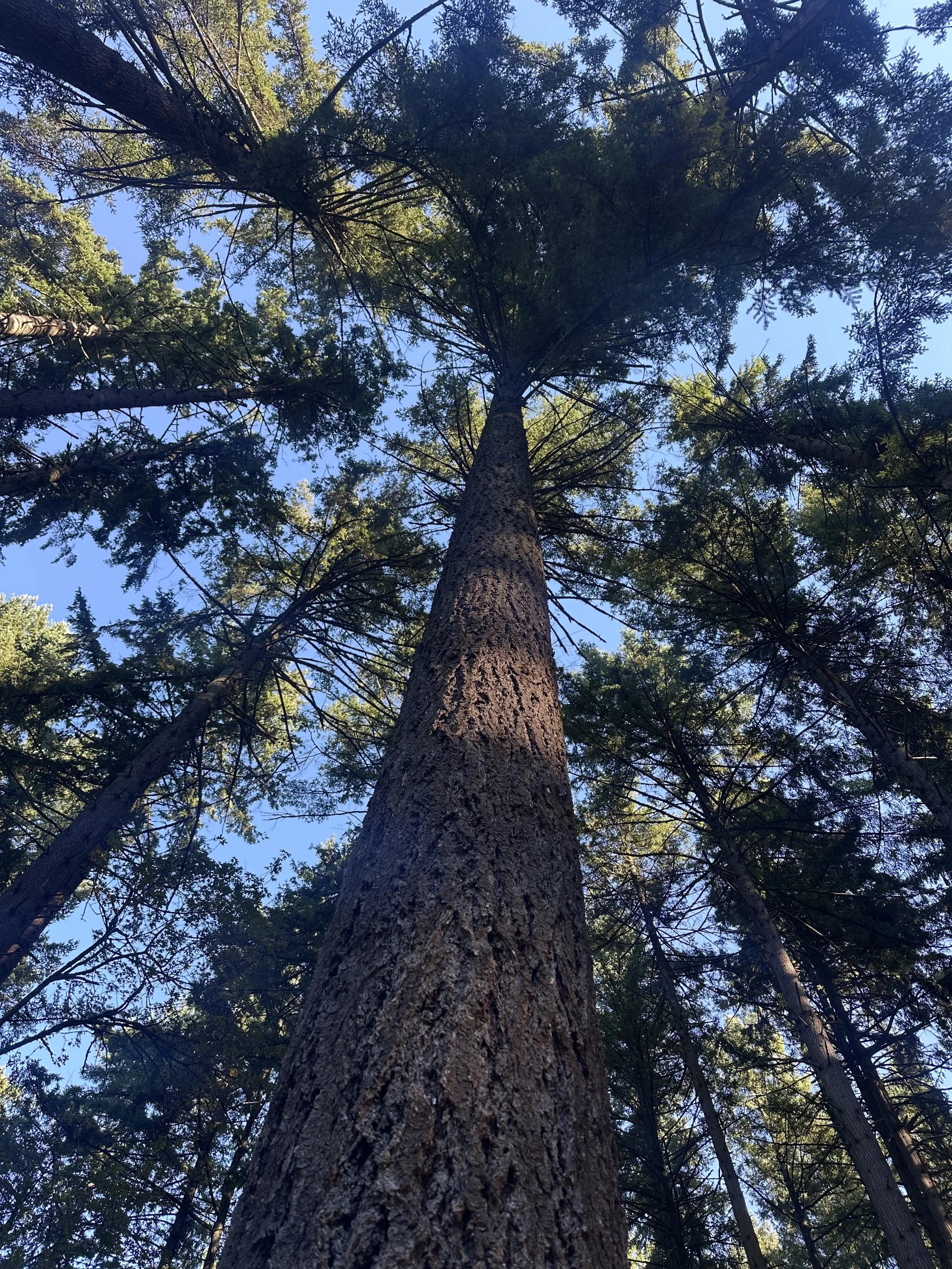 Trees are the answer!