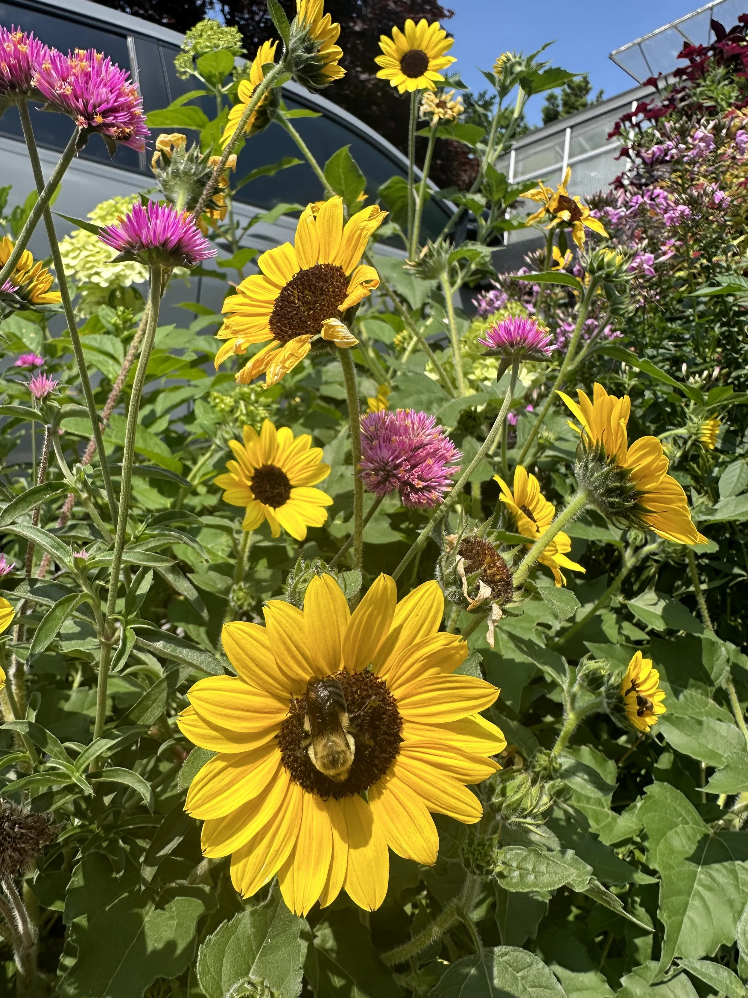 Here Comes The Sun....