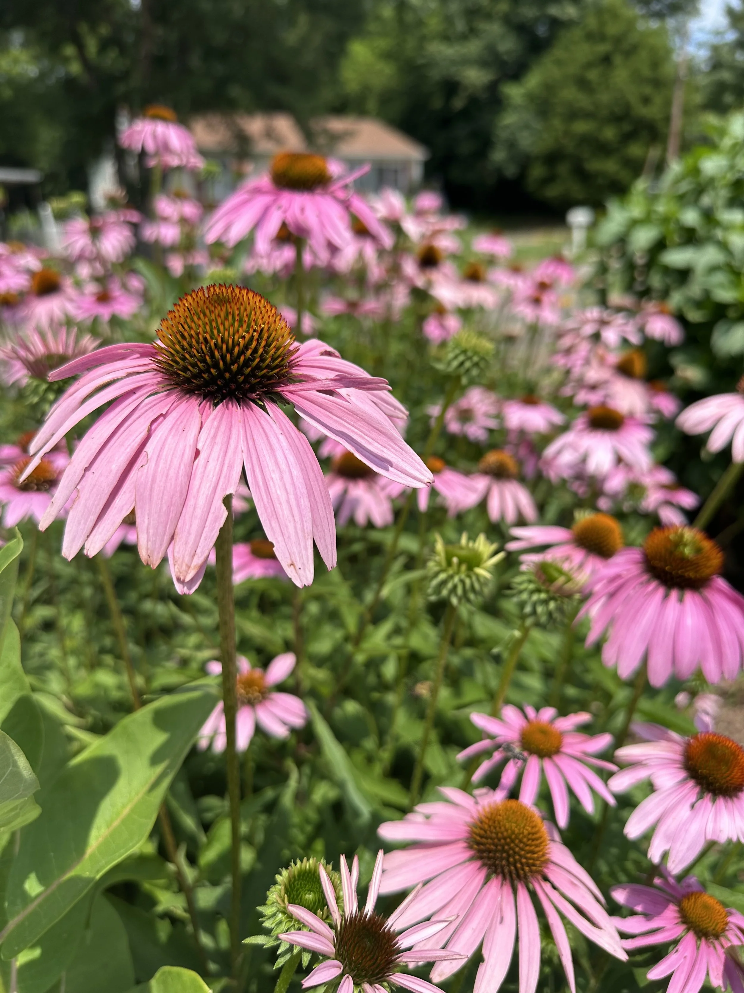 August's Aura - Butterflies, Pollinators and the Environment