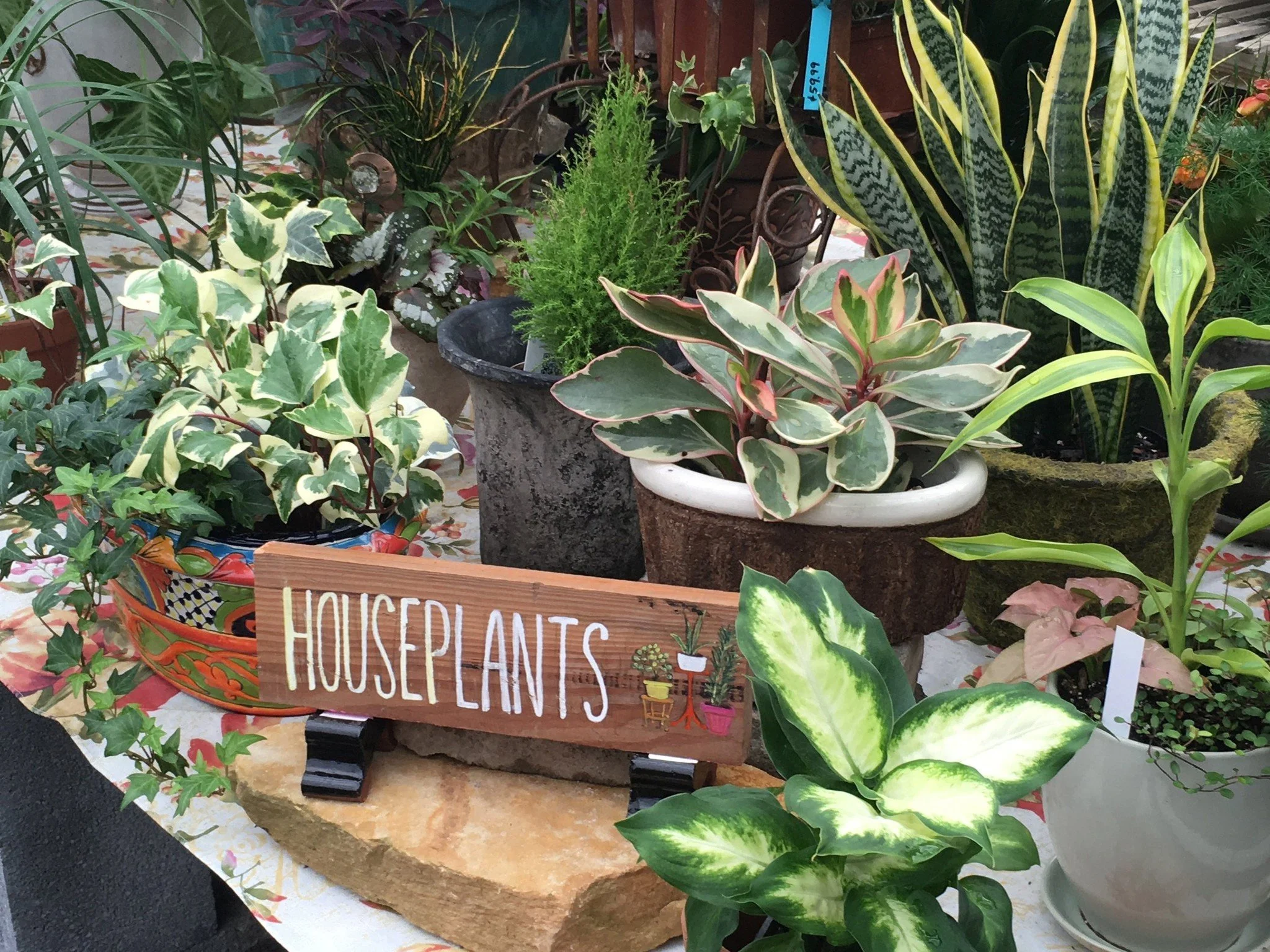 Houseplants best photo.jpg