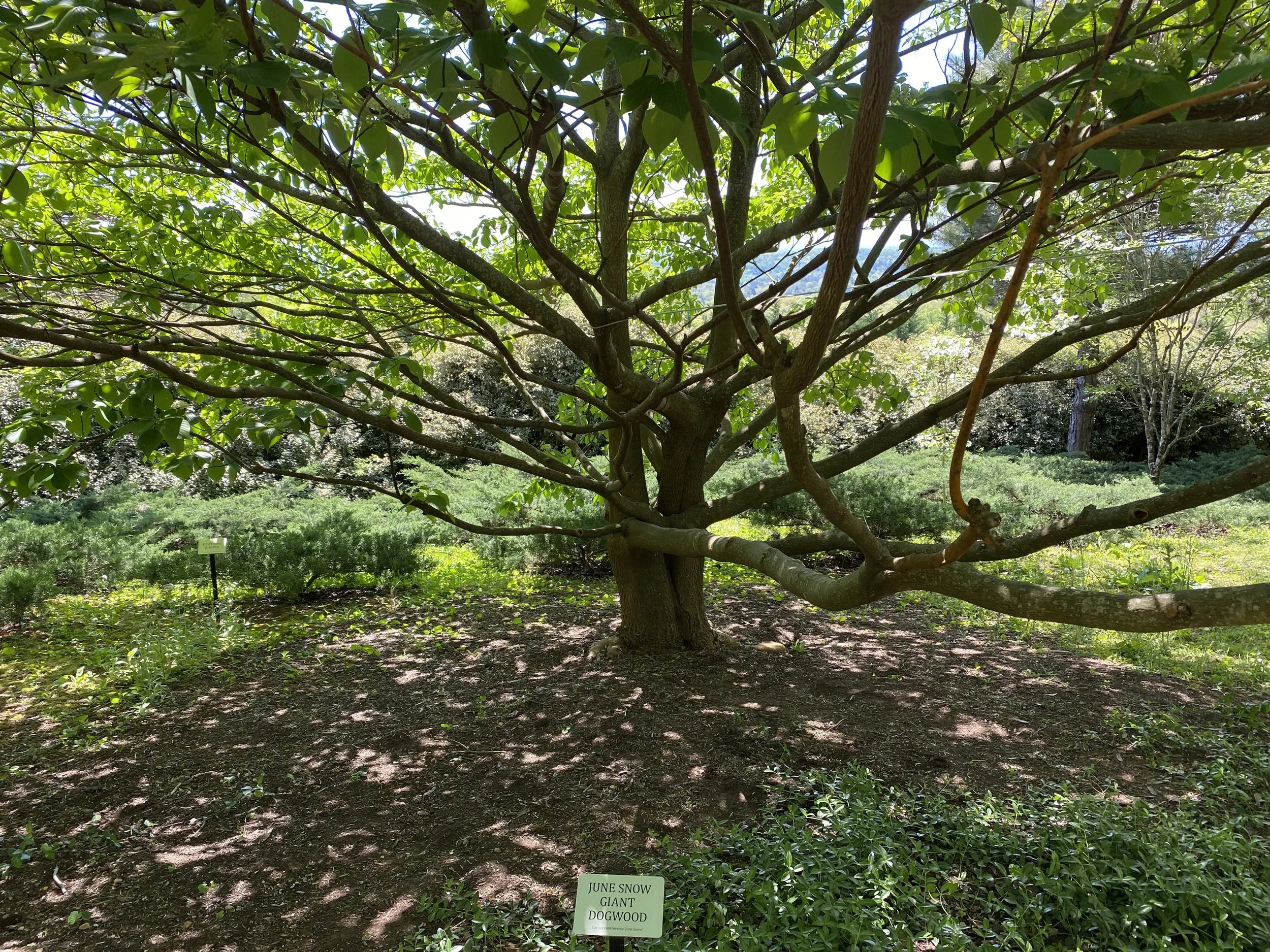 Best Practices - Tree and Shrub Planting & Maintenance