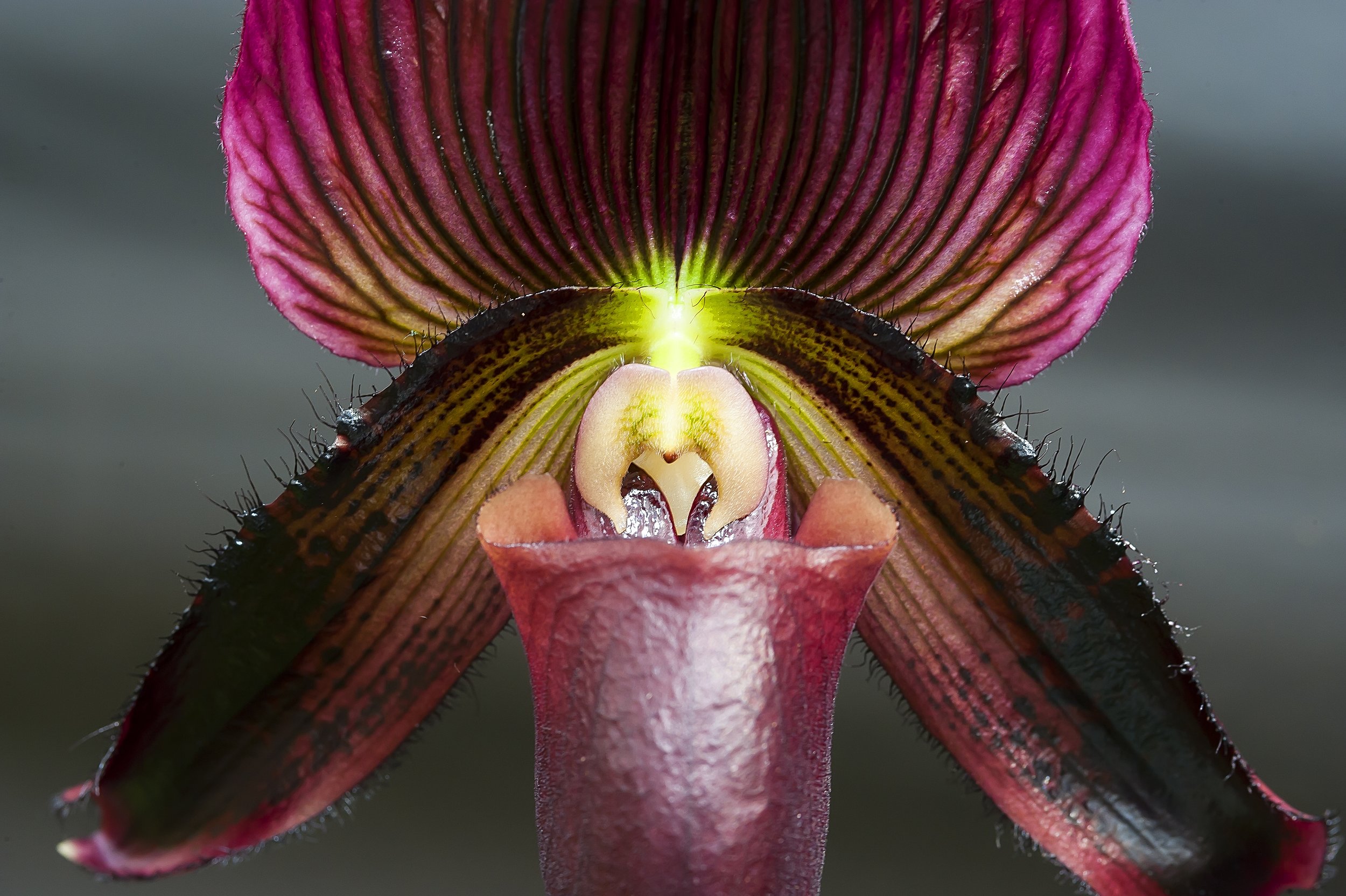 Orchids - 037.jpg