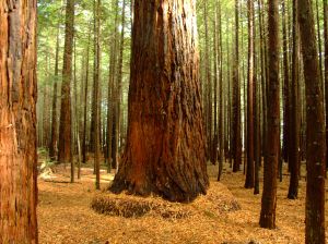redwood