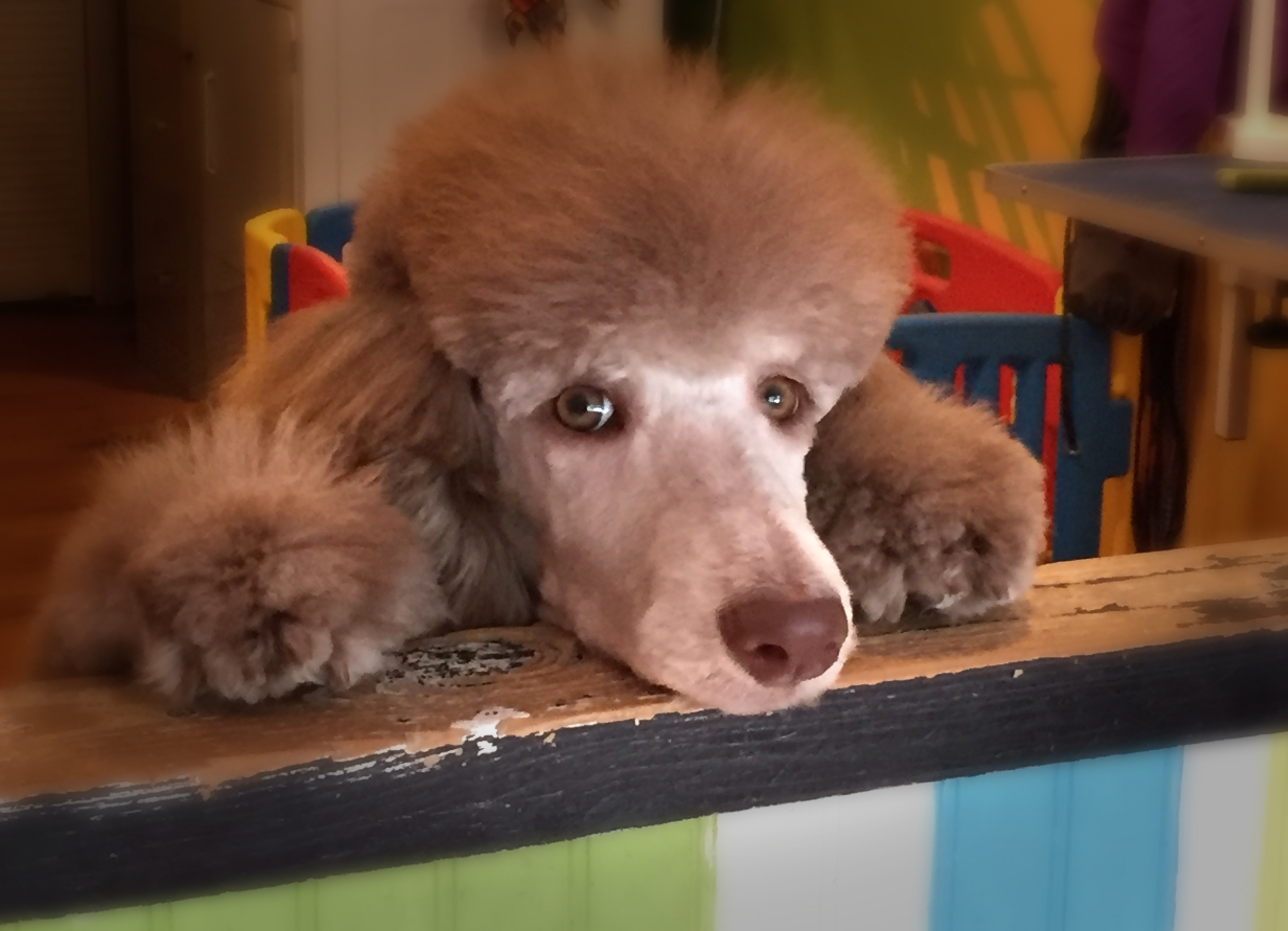 poodle puppy.jpg