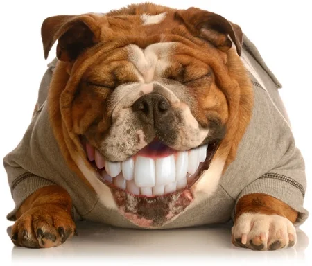 Ask about our dog teeth brushing services