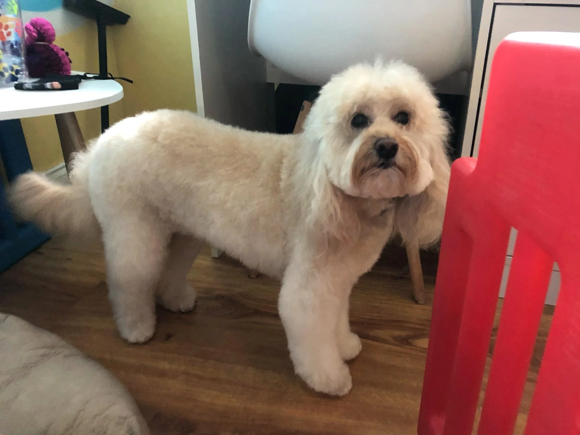 white-doodle.jpg