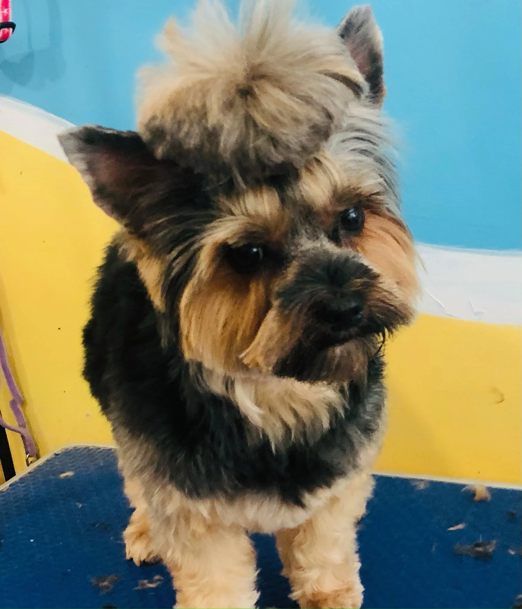 tan-black-dog.jpg