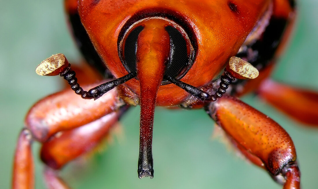 Pest Control